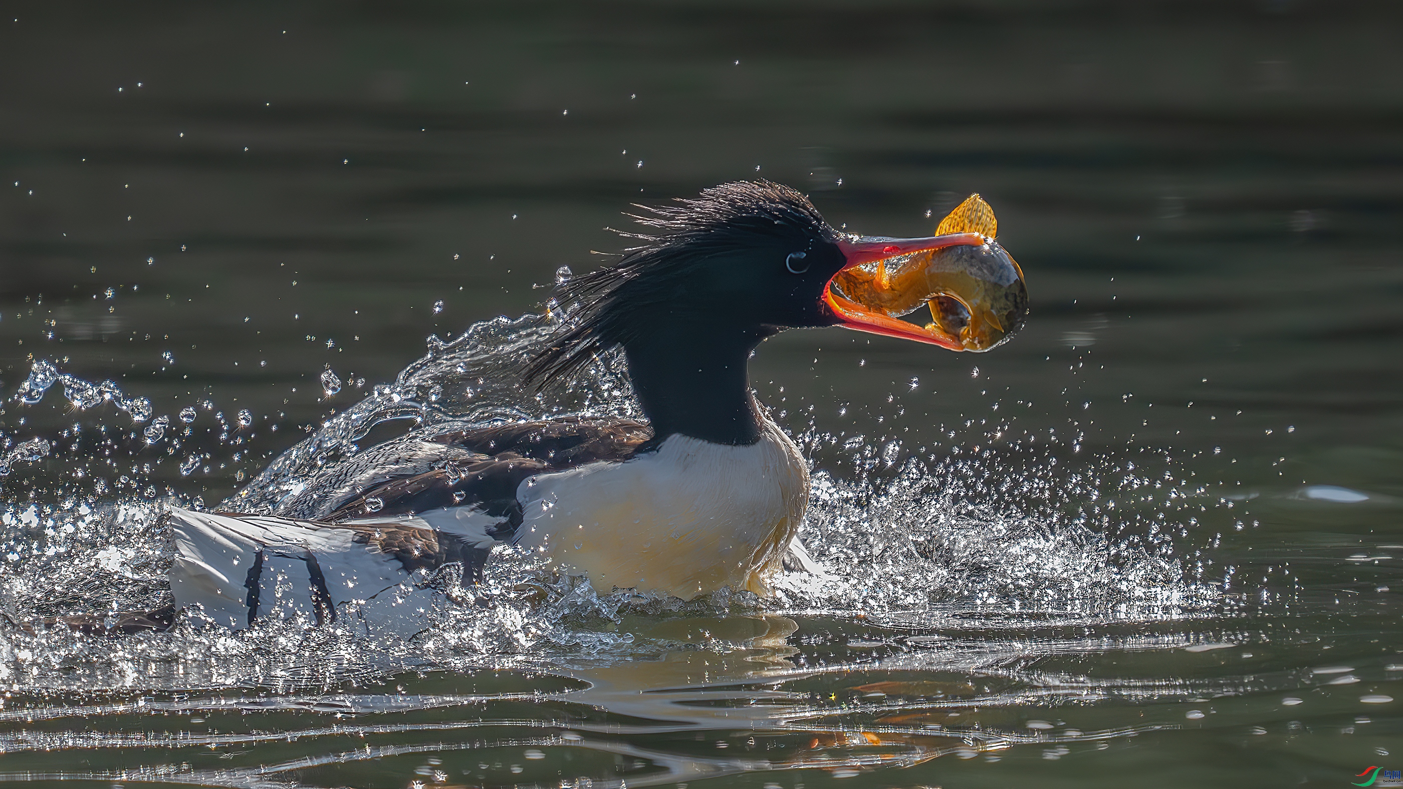 _DSC8309 ����.jpg