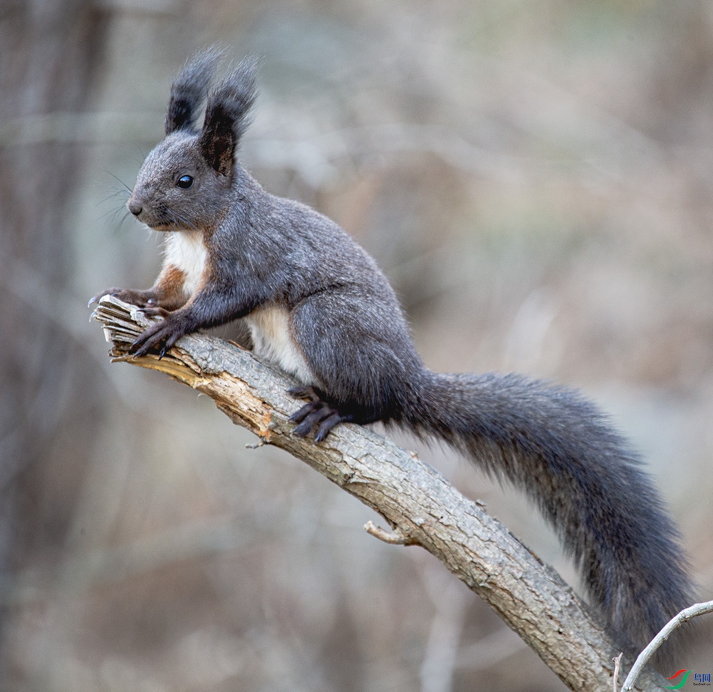 _MG_8068 ����.jpg