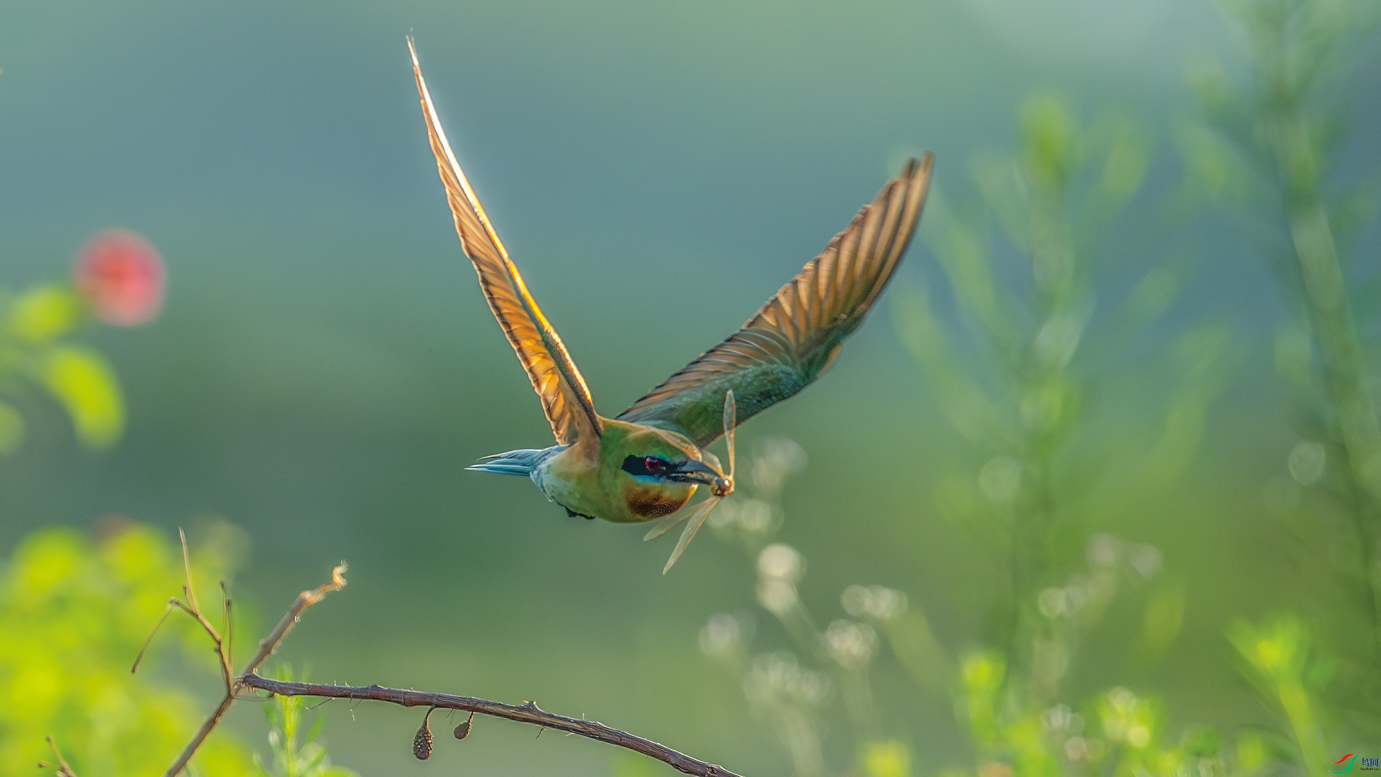 DSC_8440-����ǿ-NR.jpg