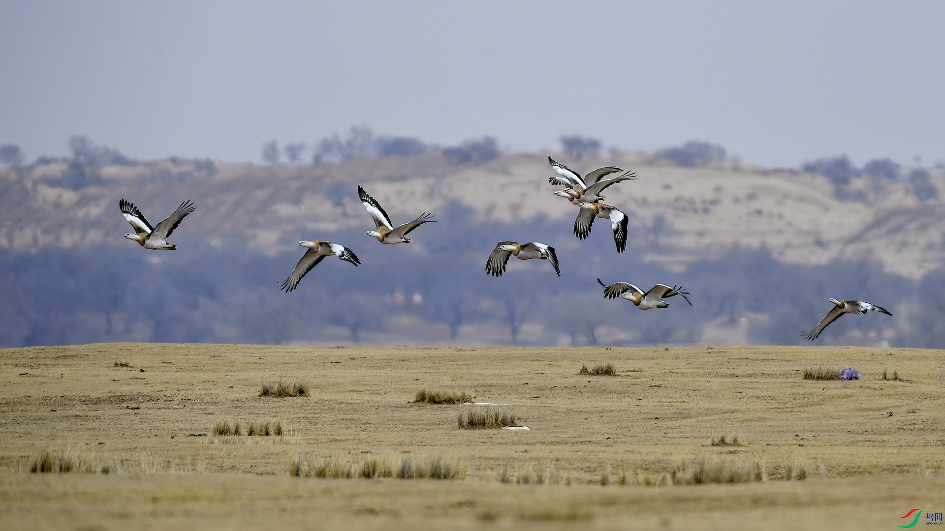DSC_84mm45.jpg
