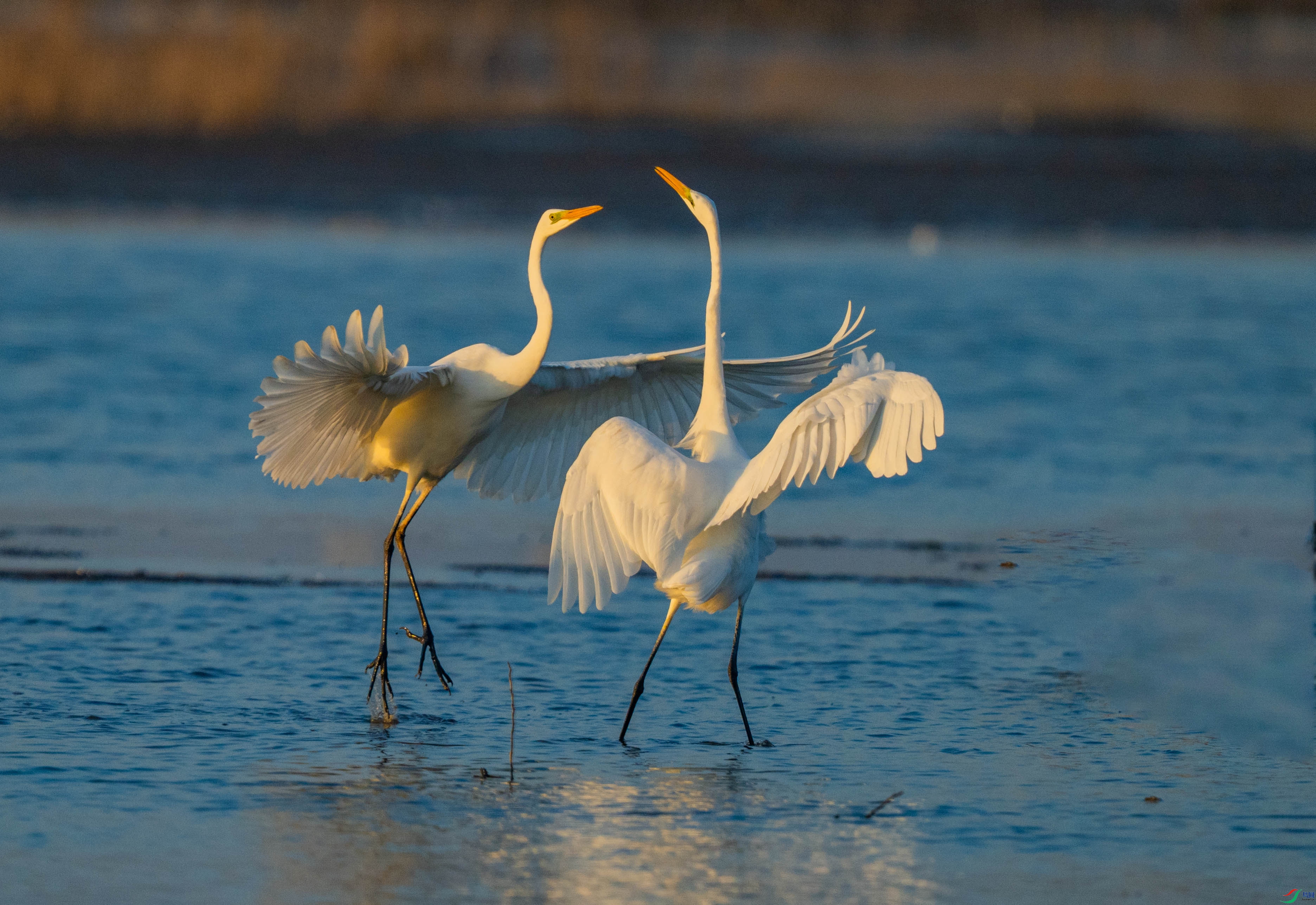 DSC_7307.jpg