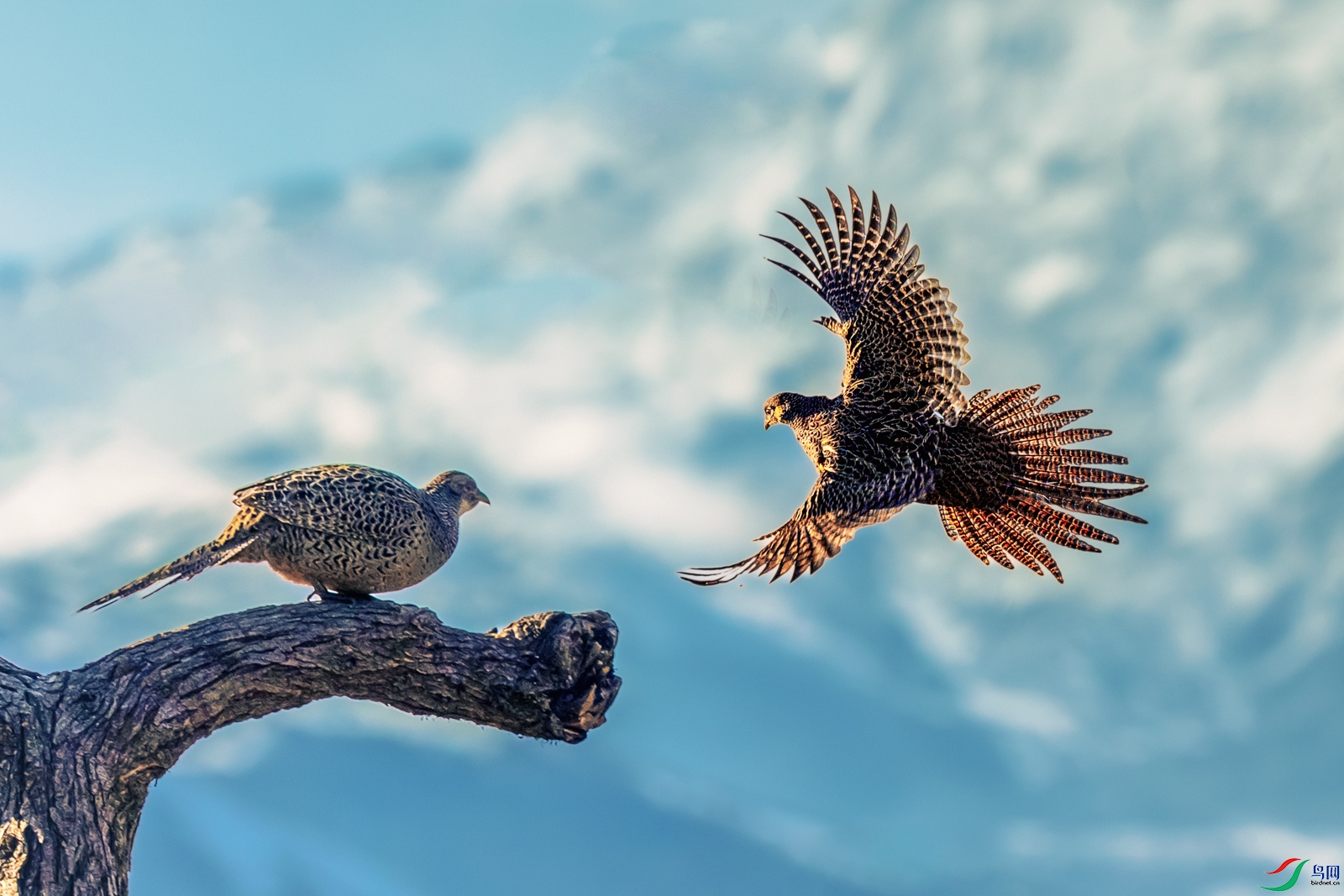 �׸�����������----�ƶ˵�����