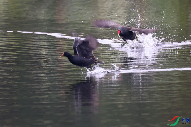 ��׷����