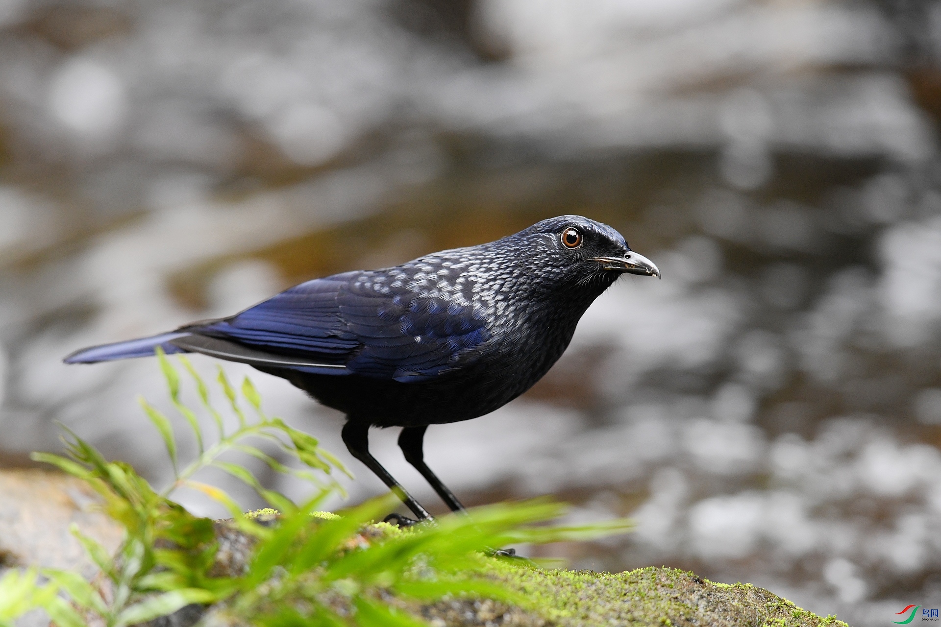 DSC_6250.jpg