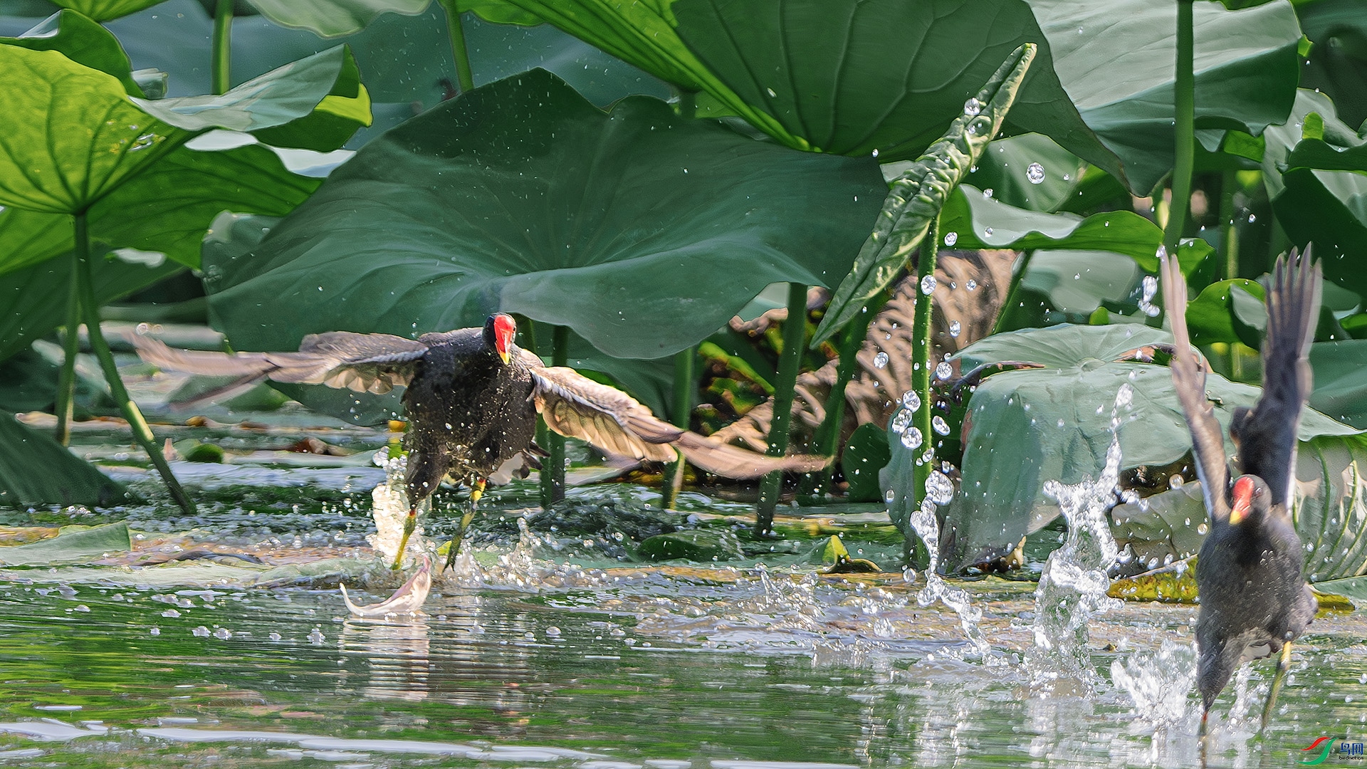 DSC_5143-����ǿ-NR ����.jpg