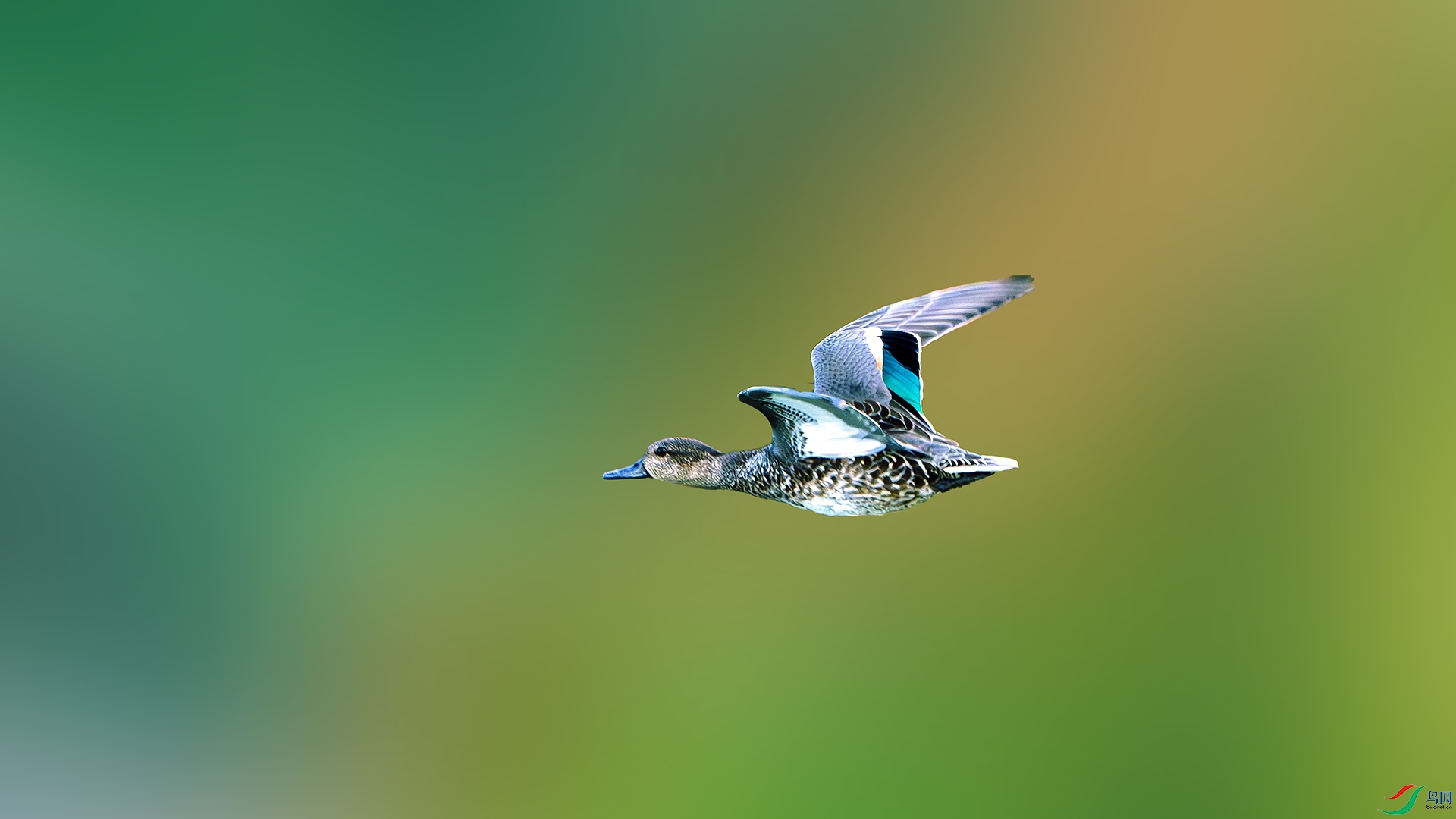 DSC_6968-����ǿ-NR ����.jpg