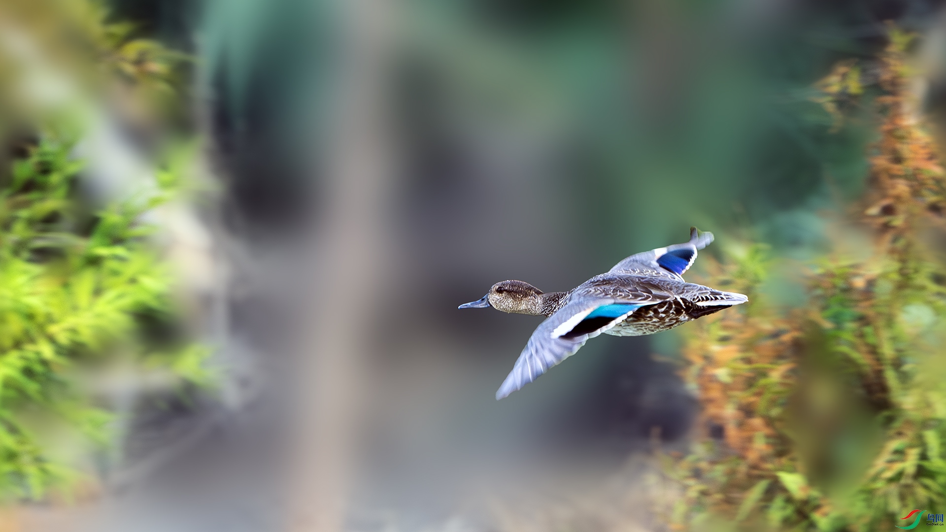 DSC_6969-����ǿ-NR ����.jpg