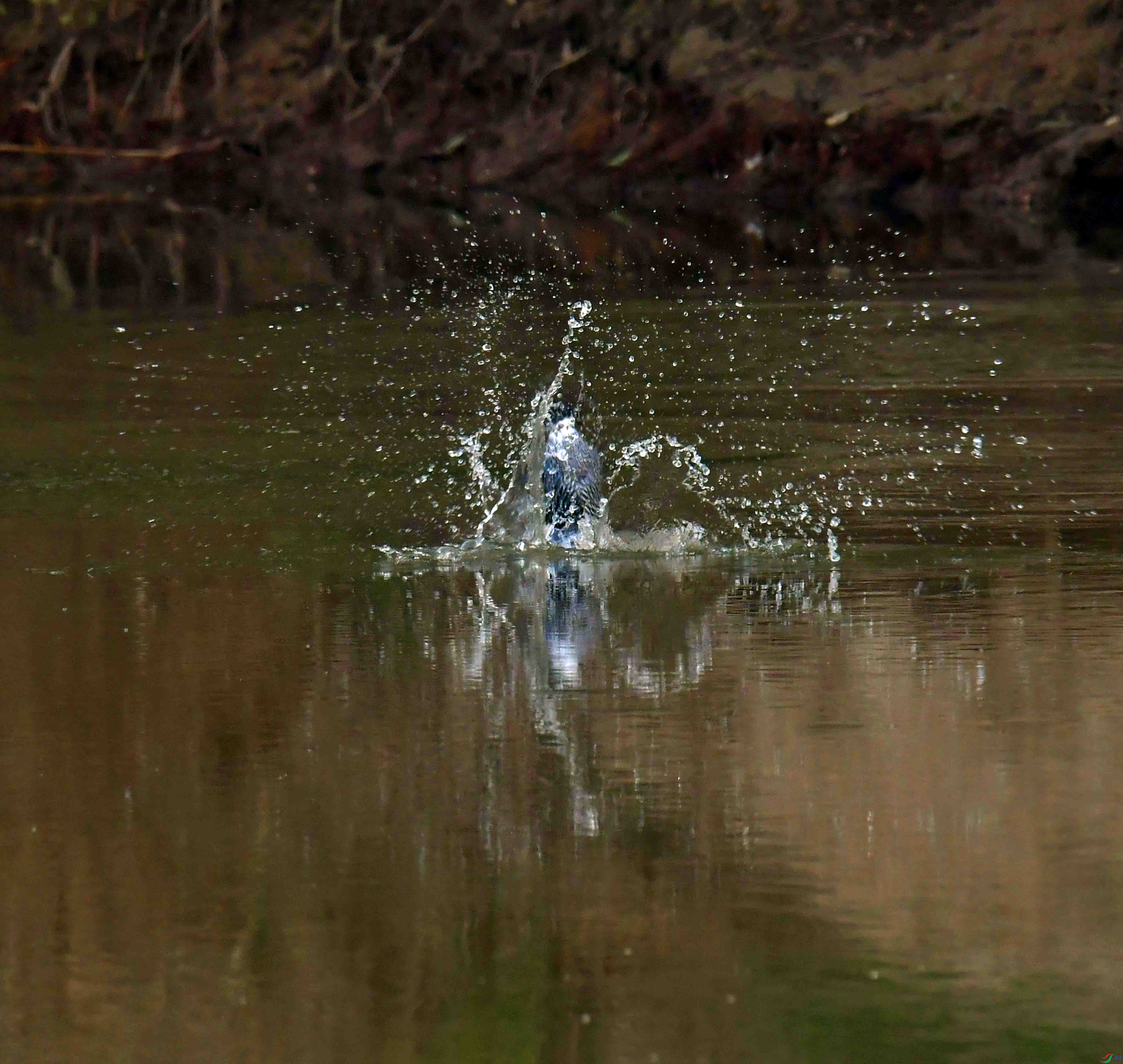 DSC_6119.JPG