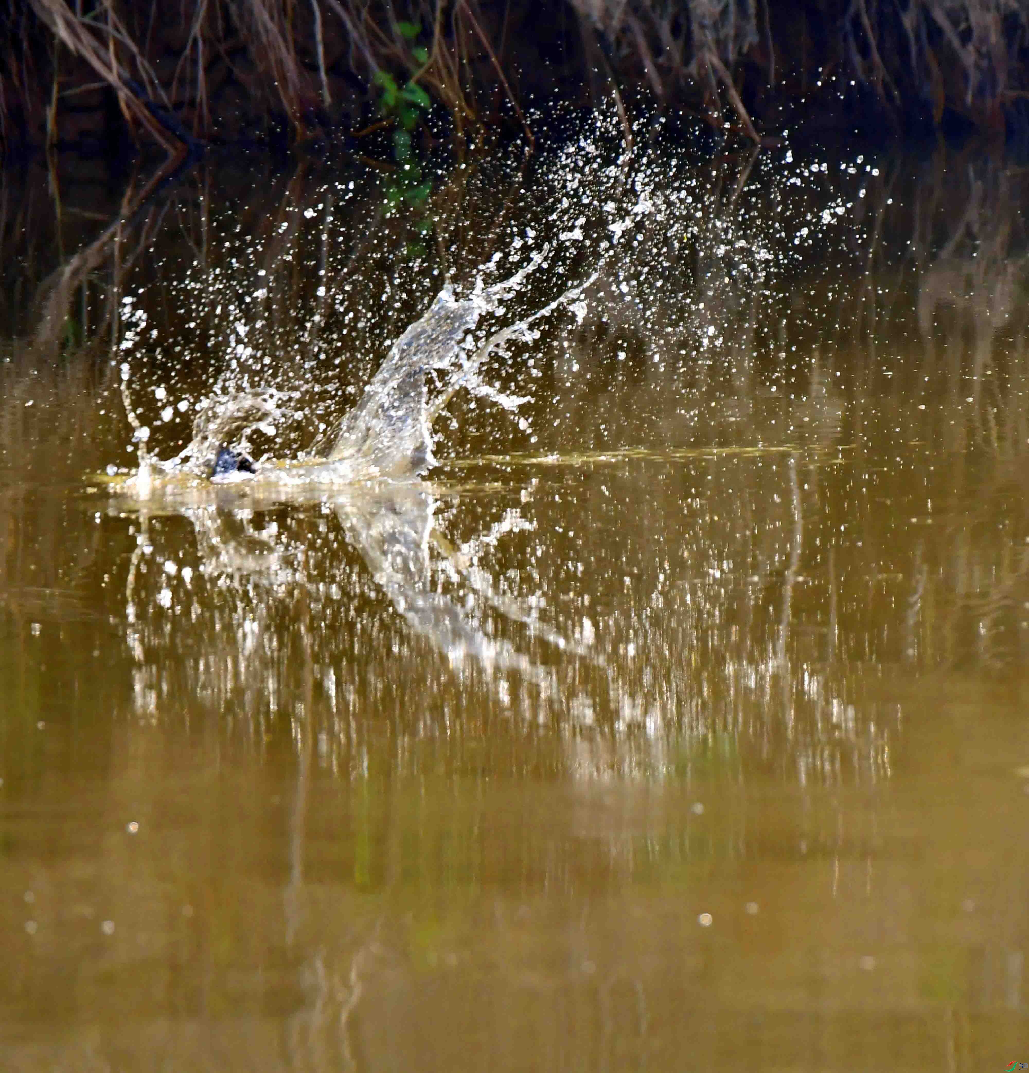 DSC_6424.JPG