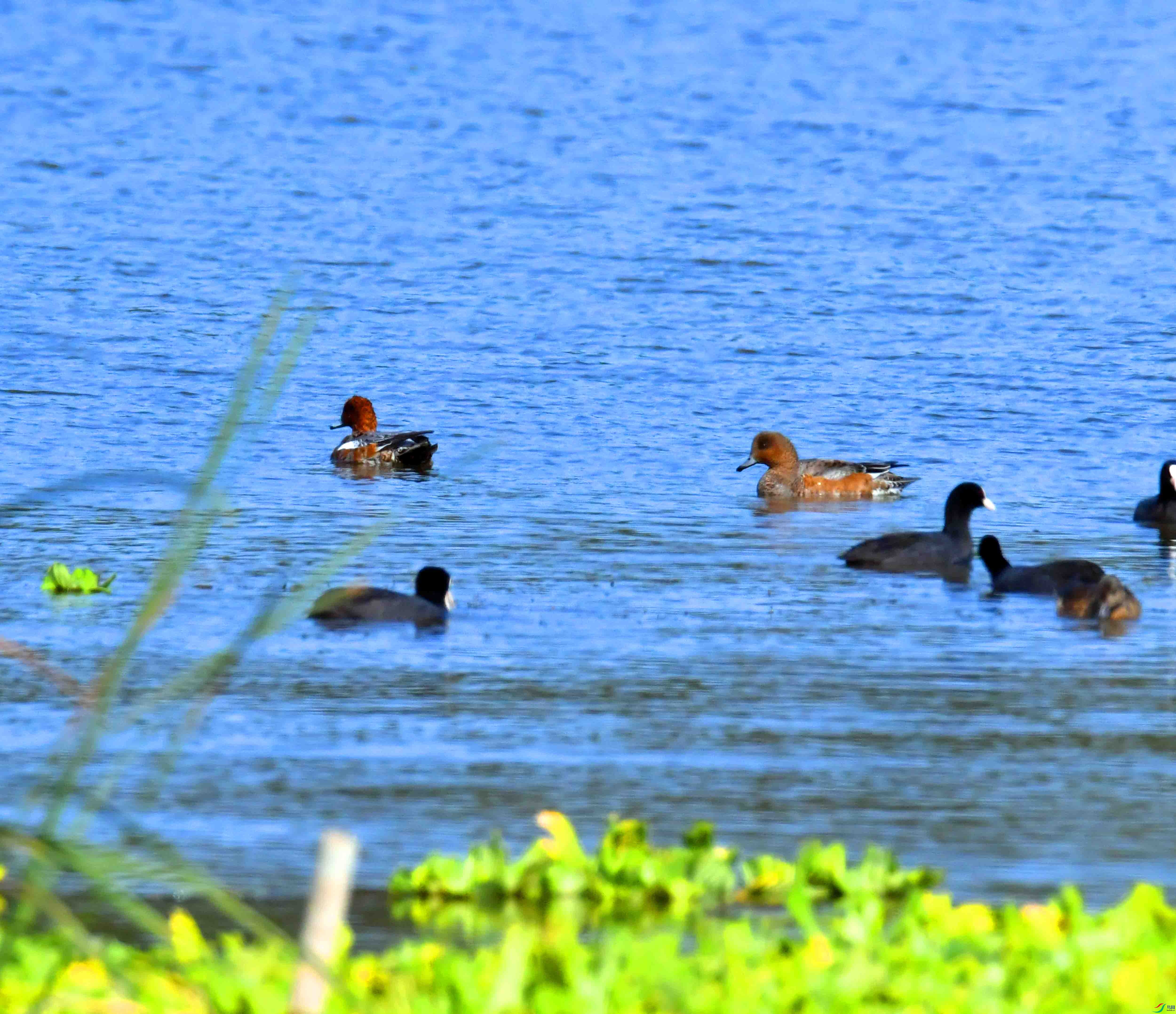 DSC_3115.JPG