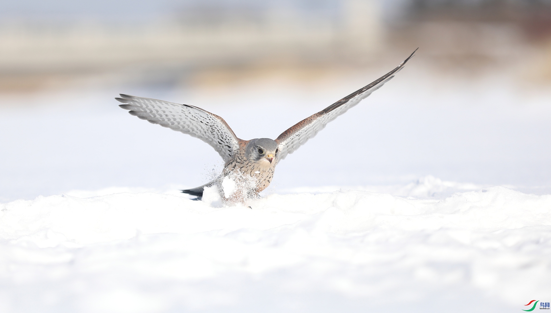 9G8A9075 ����.jpg