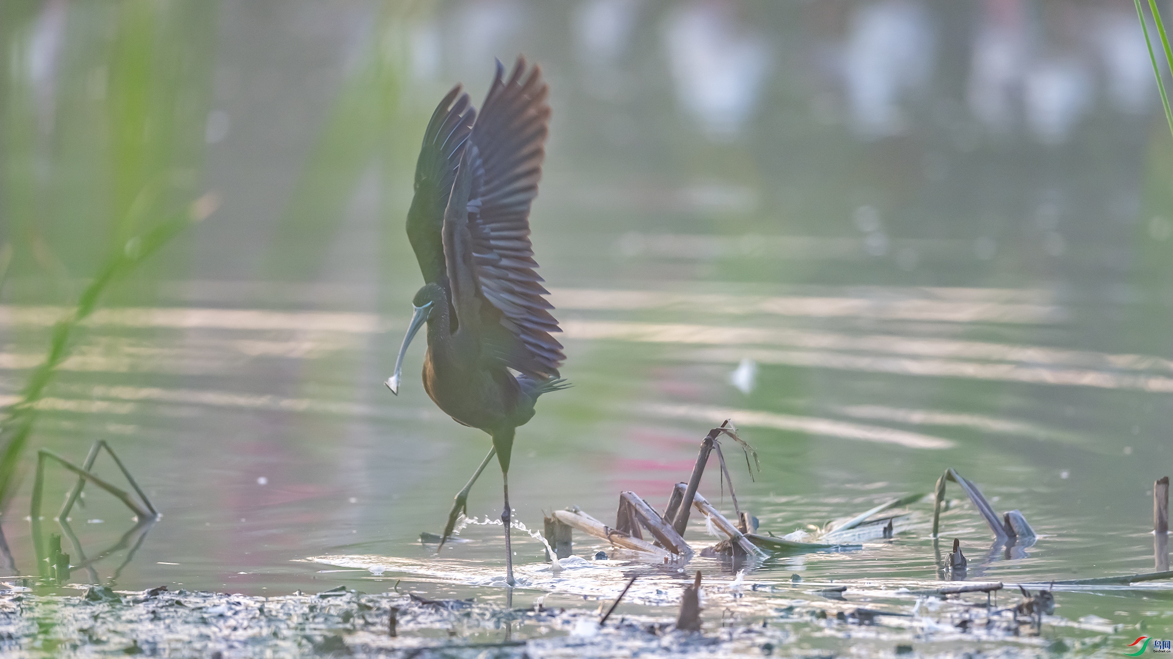 2174  - ����.jpg