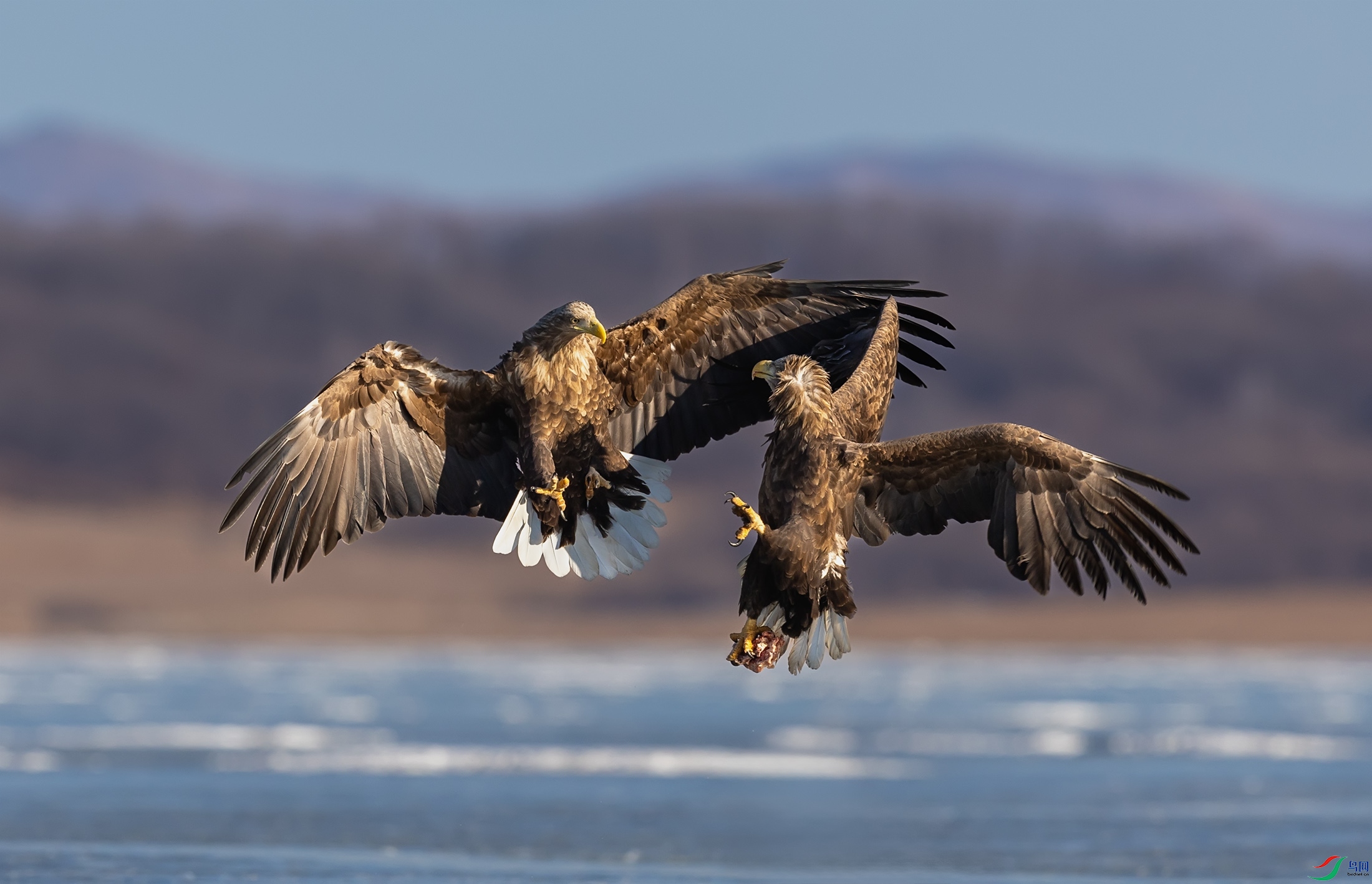 ��β����