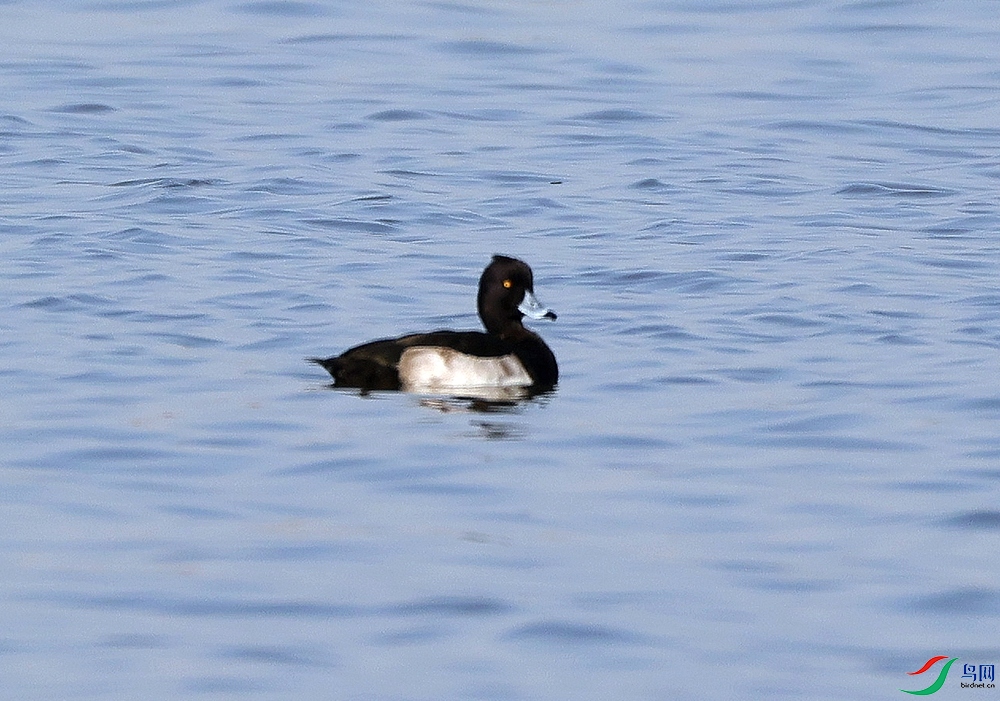 ��ͷǱѼ (2)_����_����.jpg