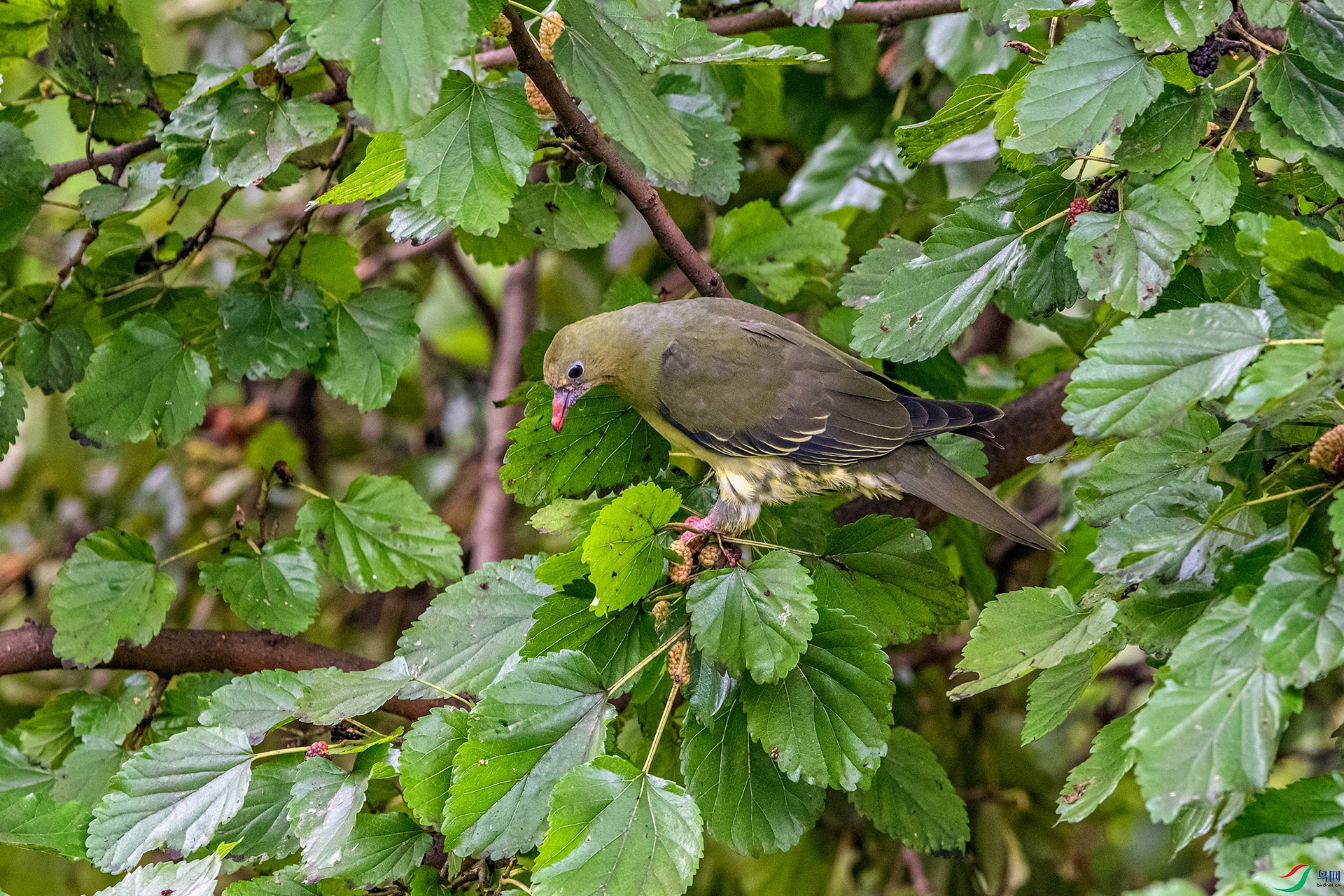 _AUU6954 Шβ���(25.7.8).jpg