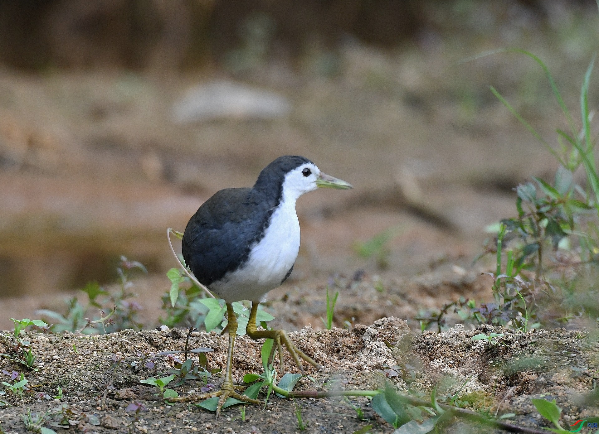 DSC_8041.jpg