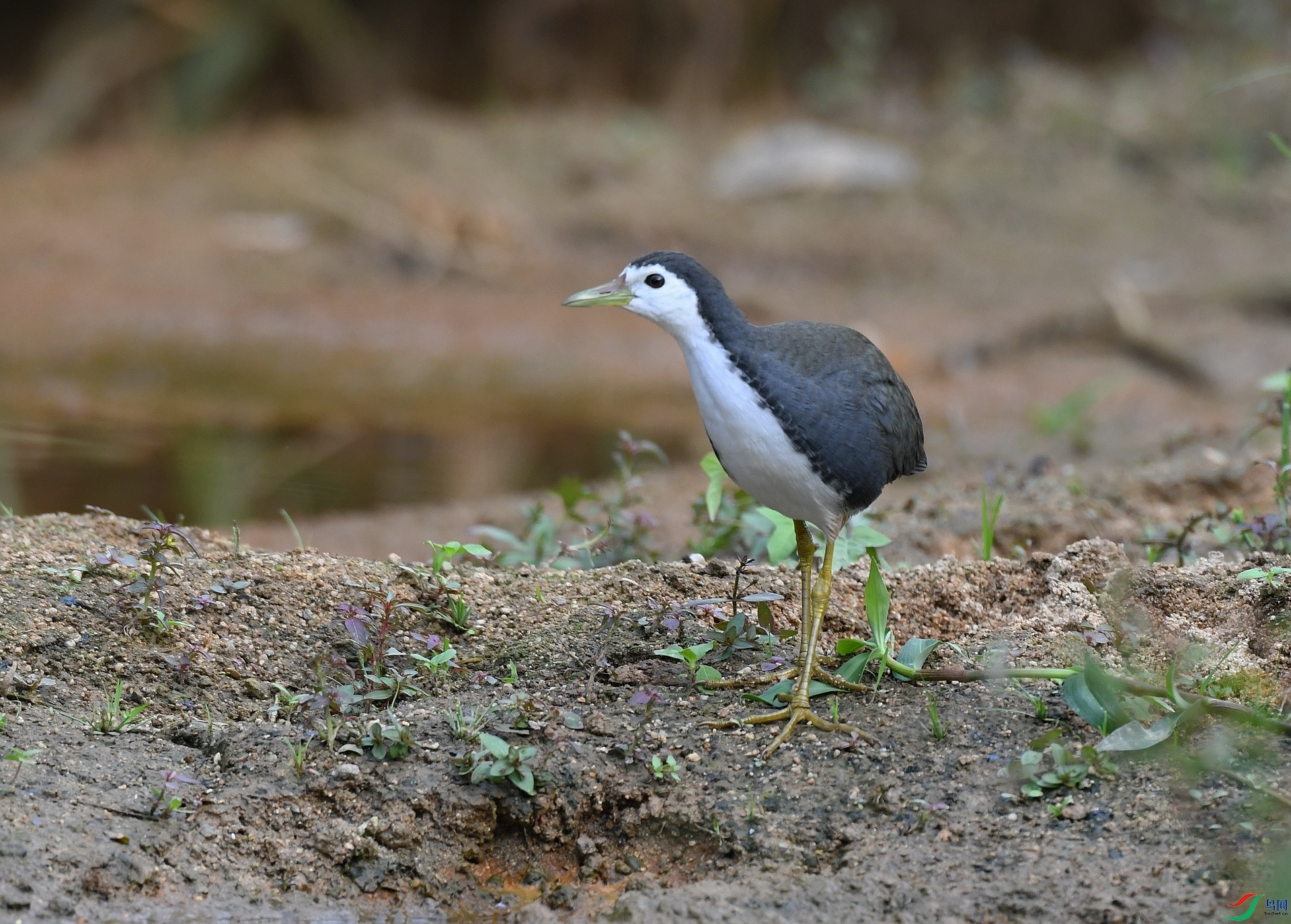 DSC_8039.jpg
