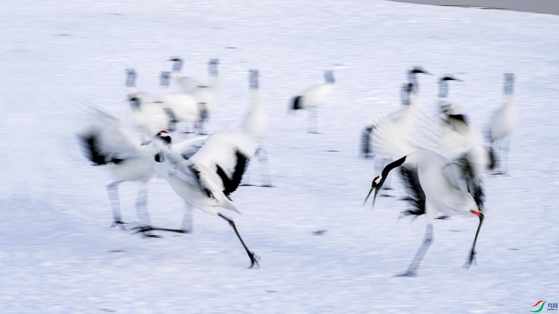 ѩ������