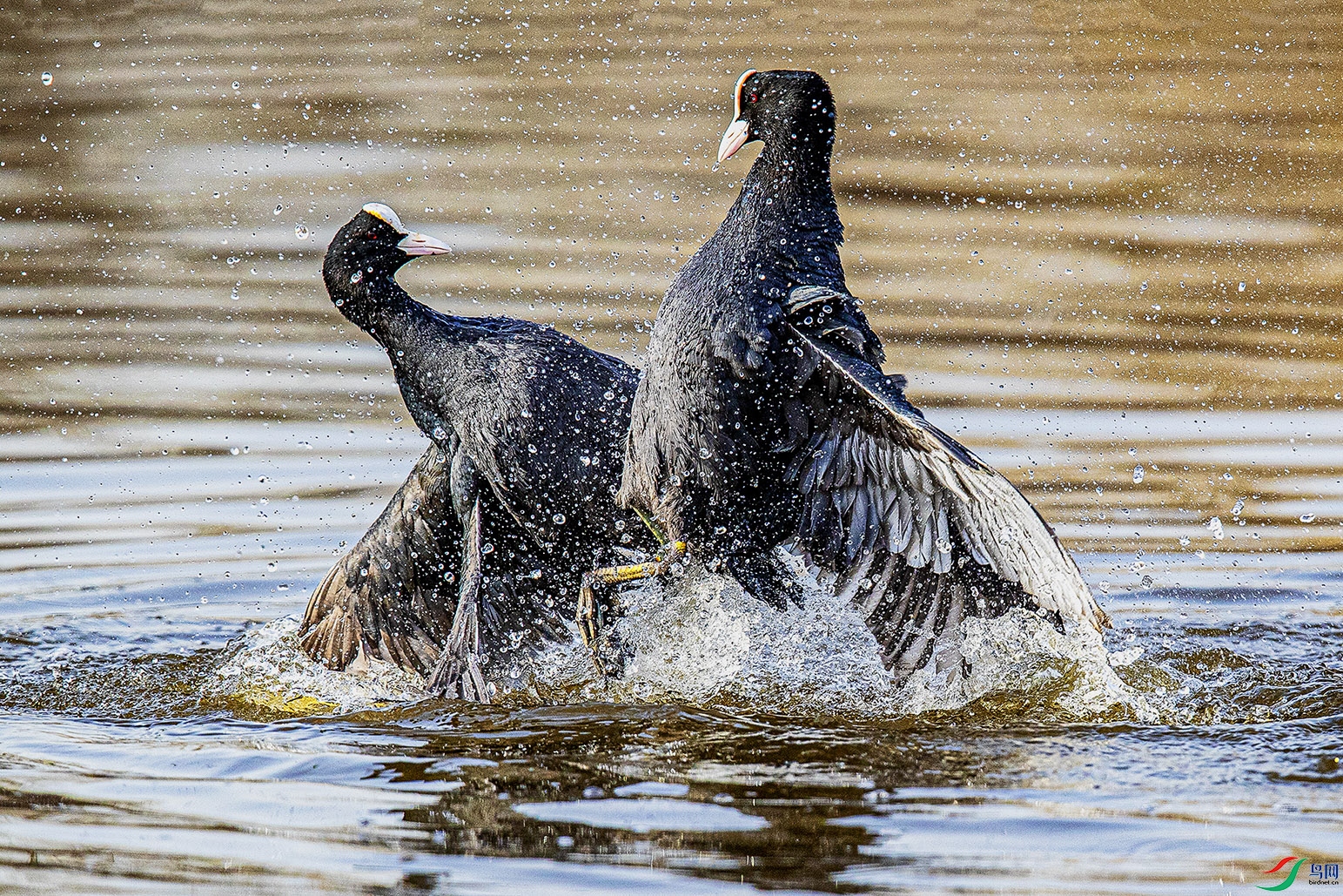 _90I4933 ���� 2.jpg