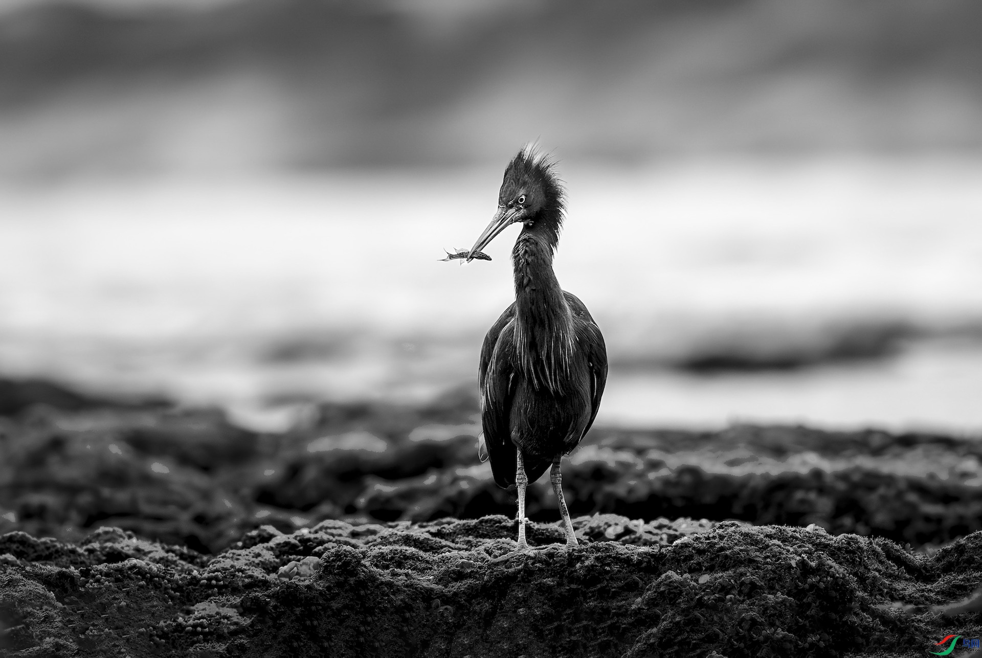 2_XXL1426-����ǿ-NR ���� 2-1-1.jpeg