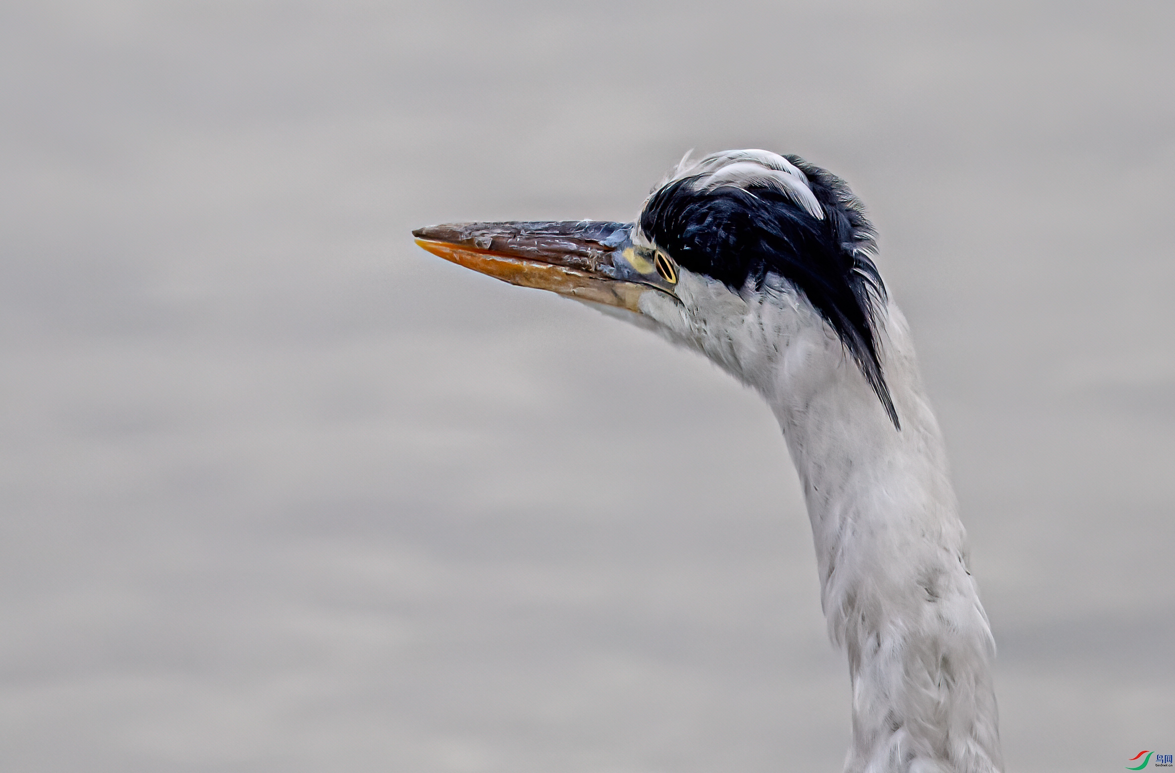 DSC_0128-11.jpg