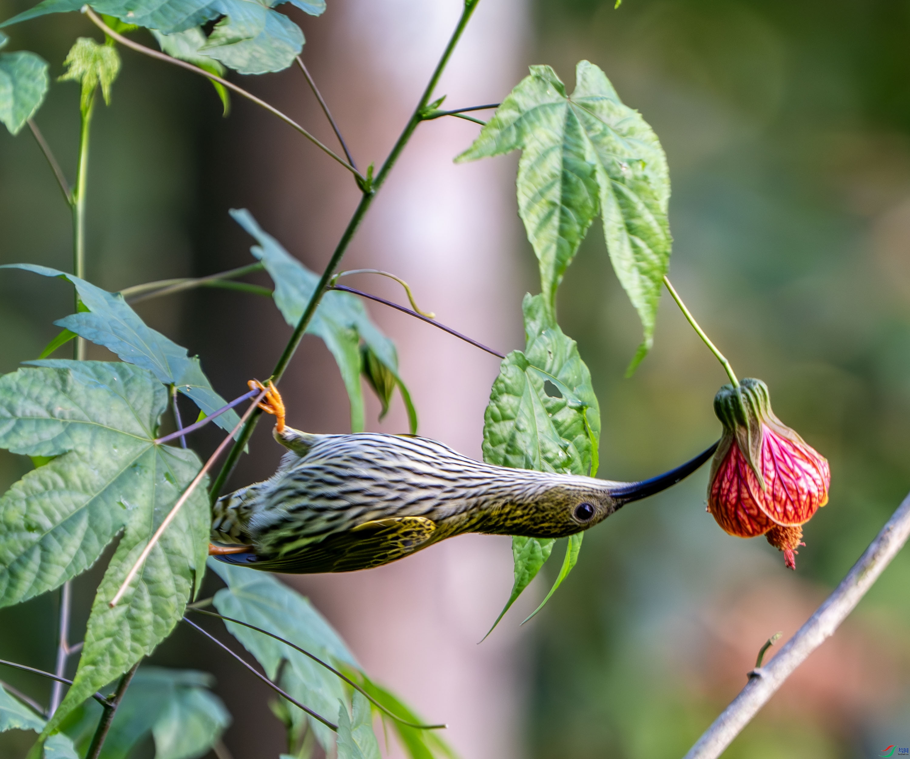 �Ʊ�������-2.jpg