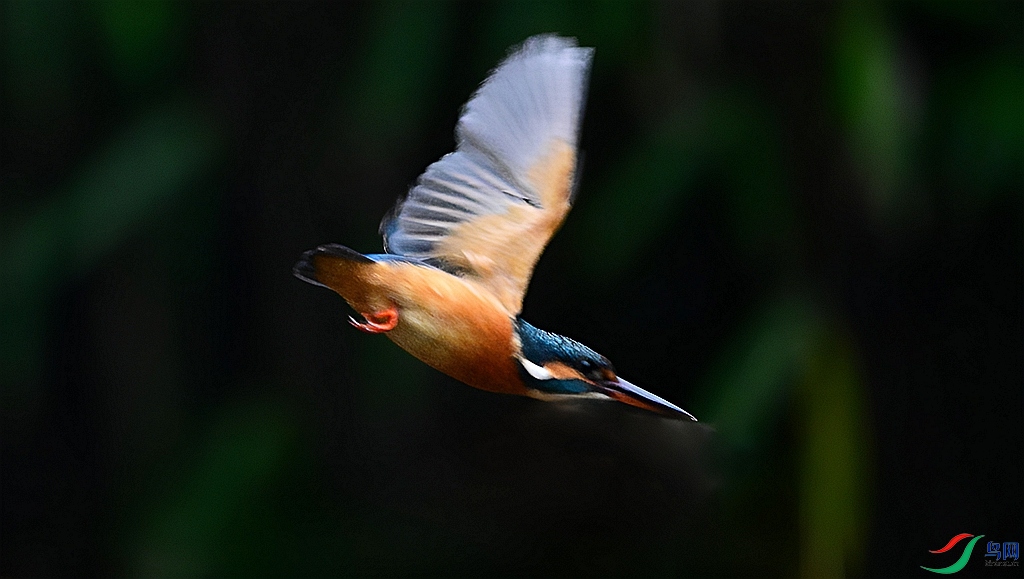 DSC_7103.JPG
