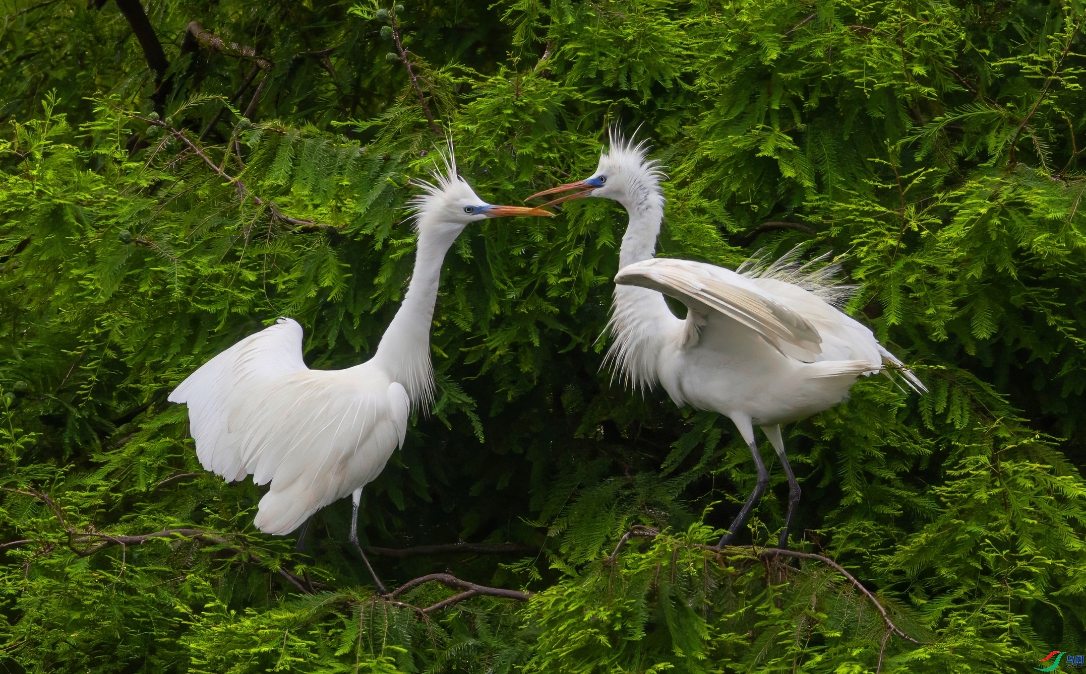 140258qofh2tng2nwfhdqz (1).jpeg