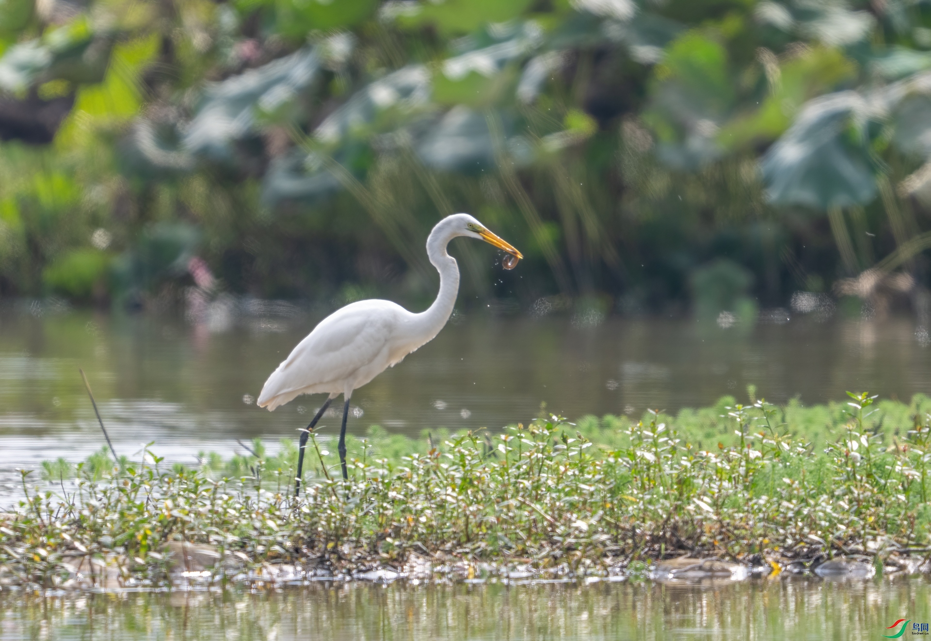 DSC_0321-1.jpg