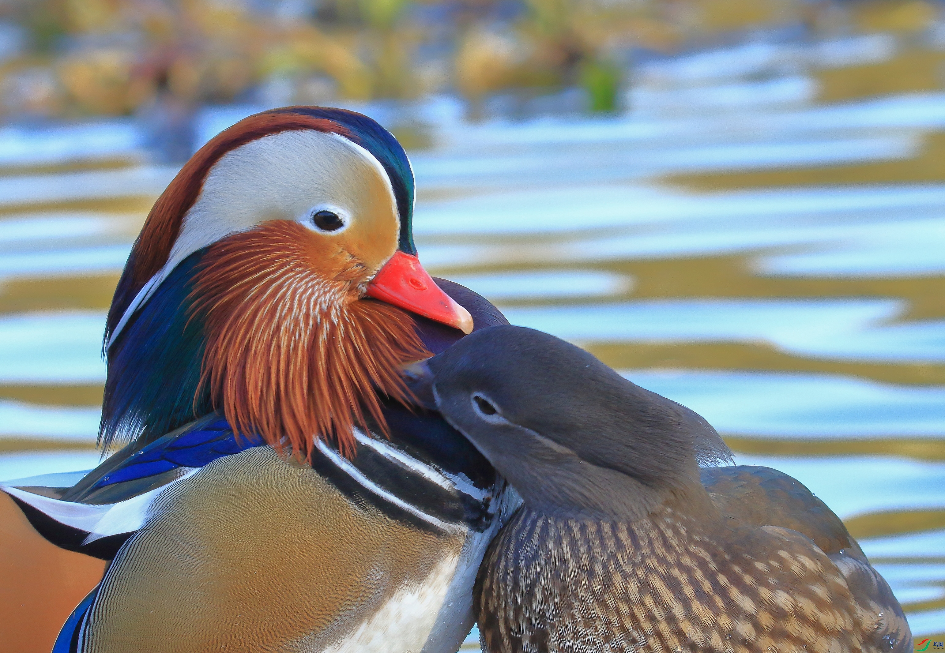 7T8A6531 ����.jpg