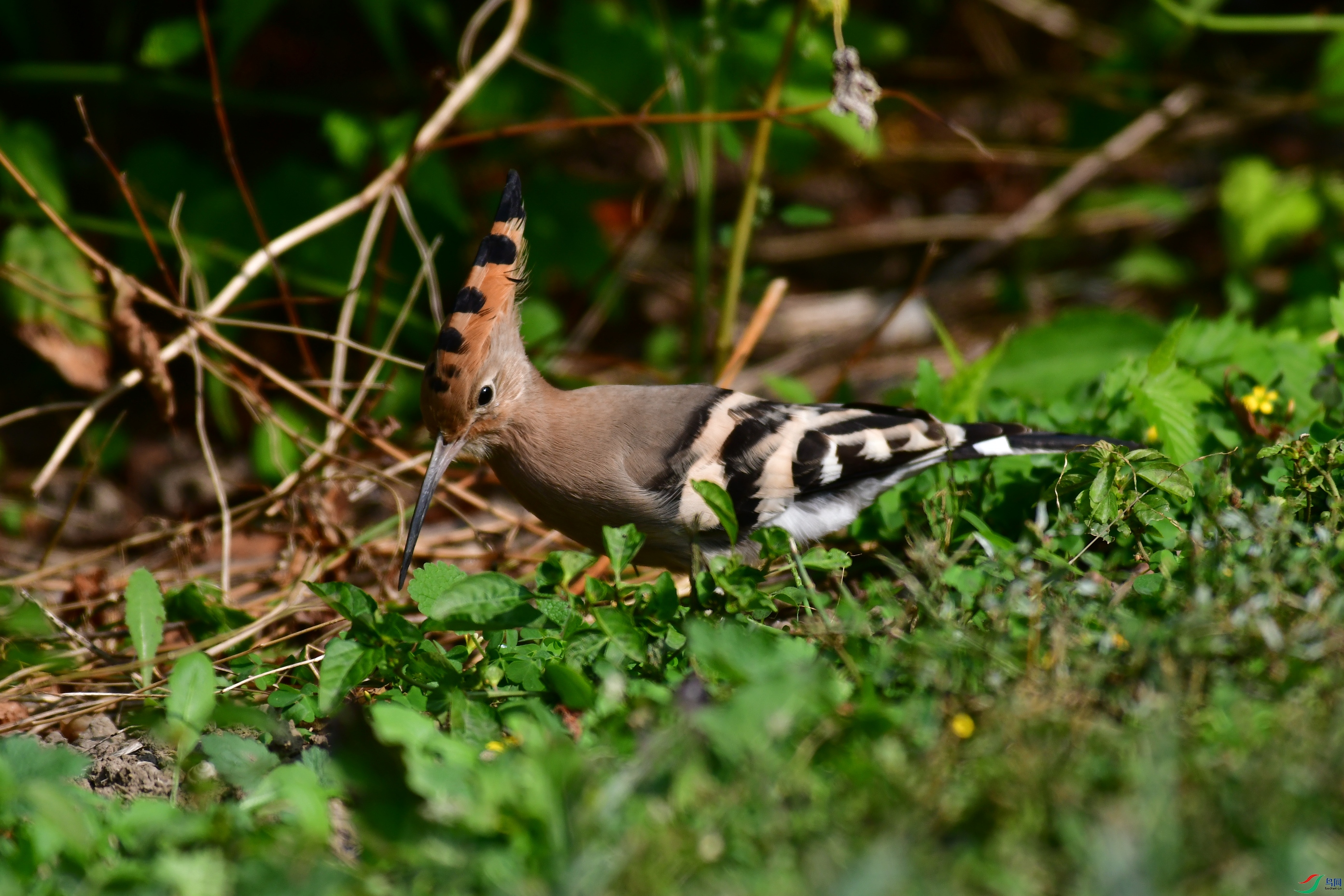 DSC_6049.JPG