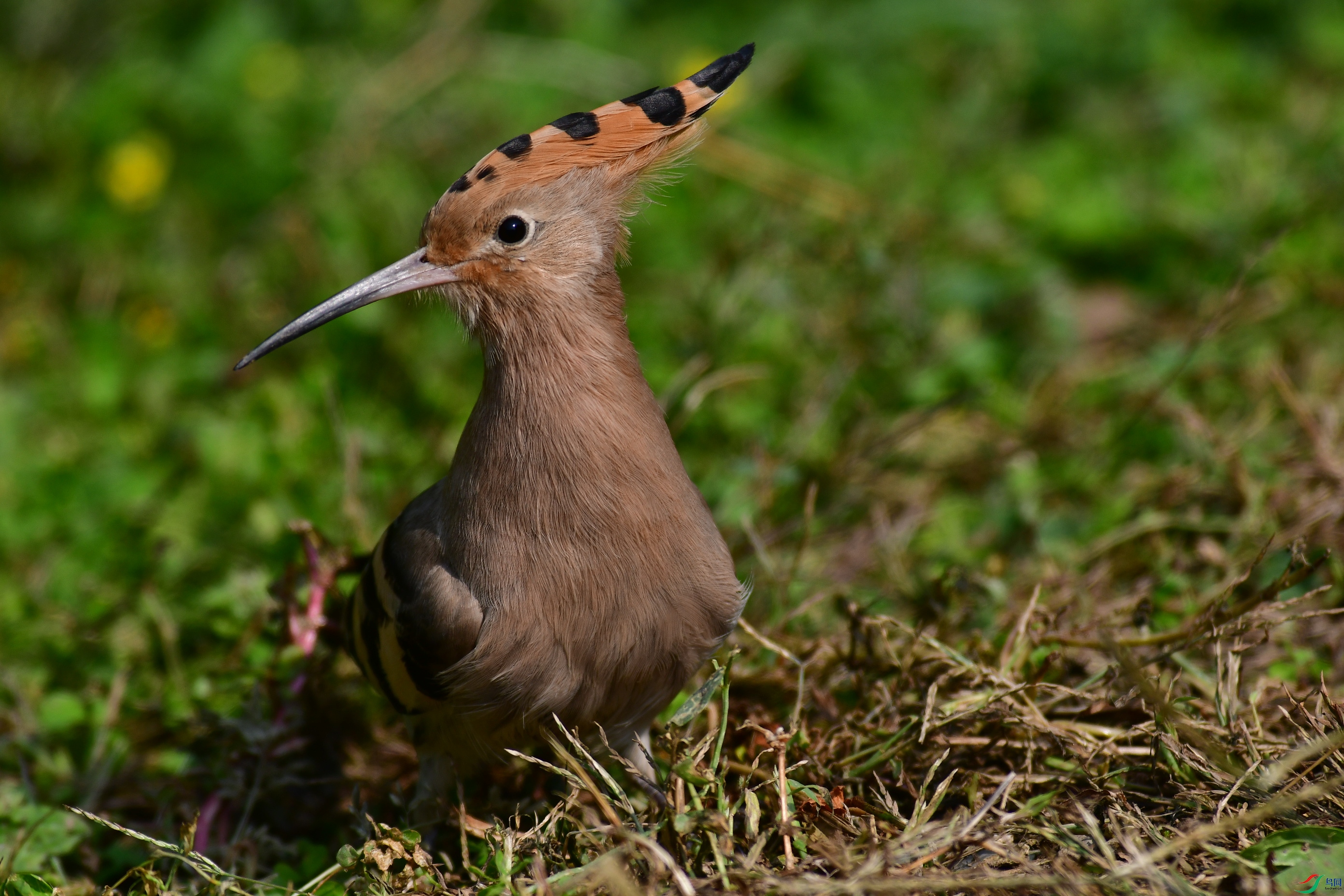 DSC_6098.JPG