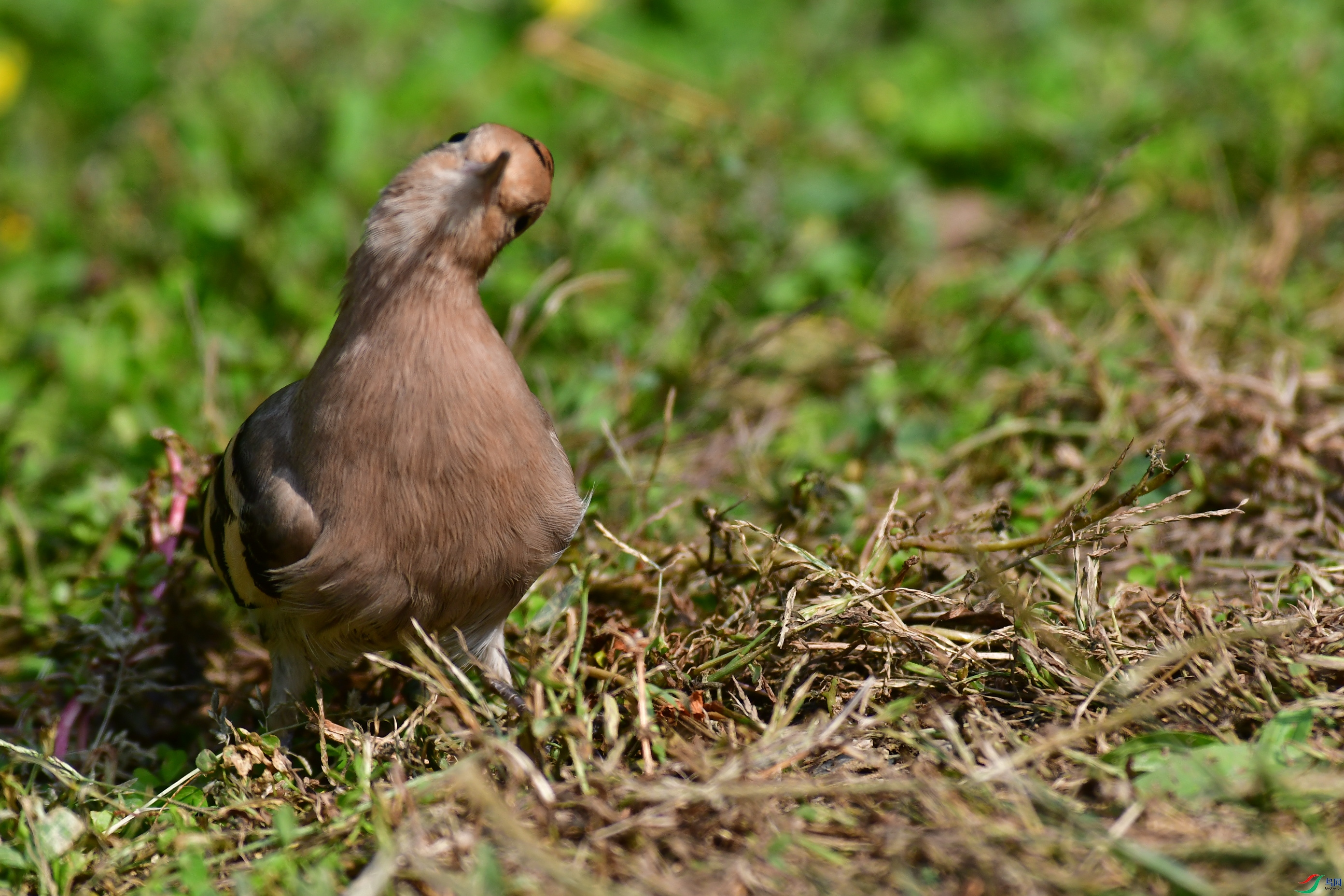 DSC_6092.JPG