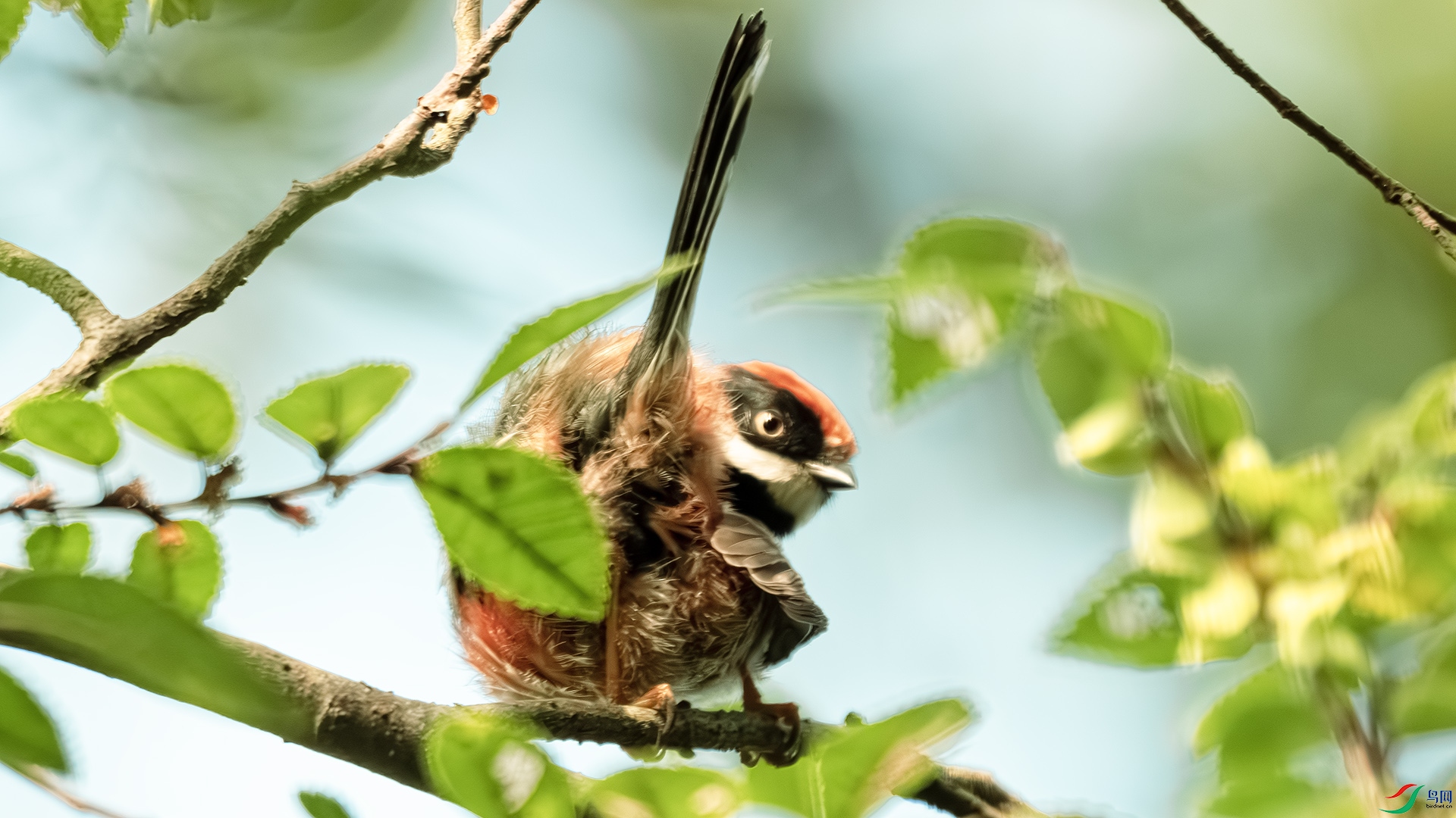 DSC_7245-����ǿ-NR-1 ����.jpg