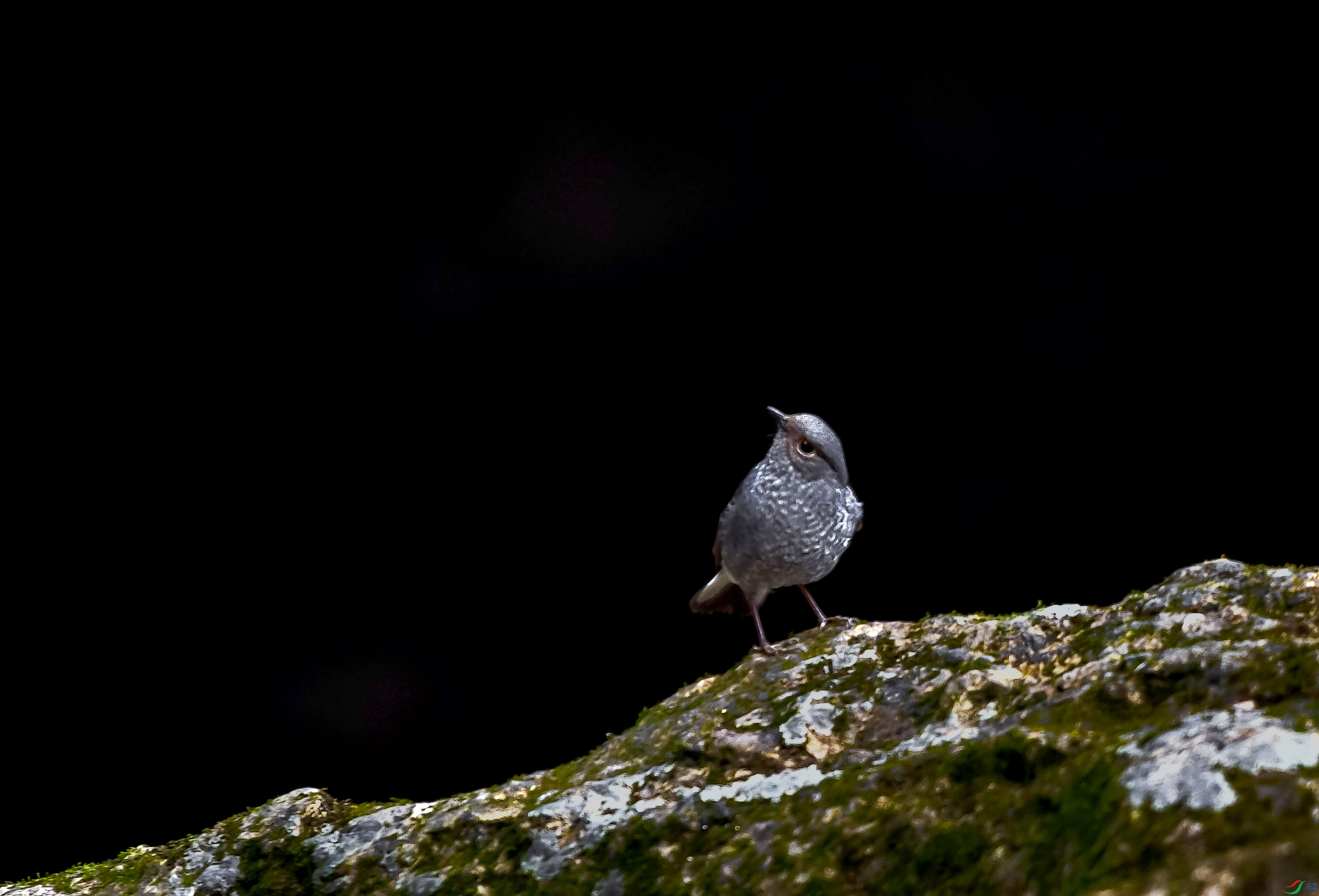 DSC_1037.JPG