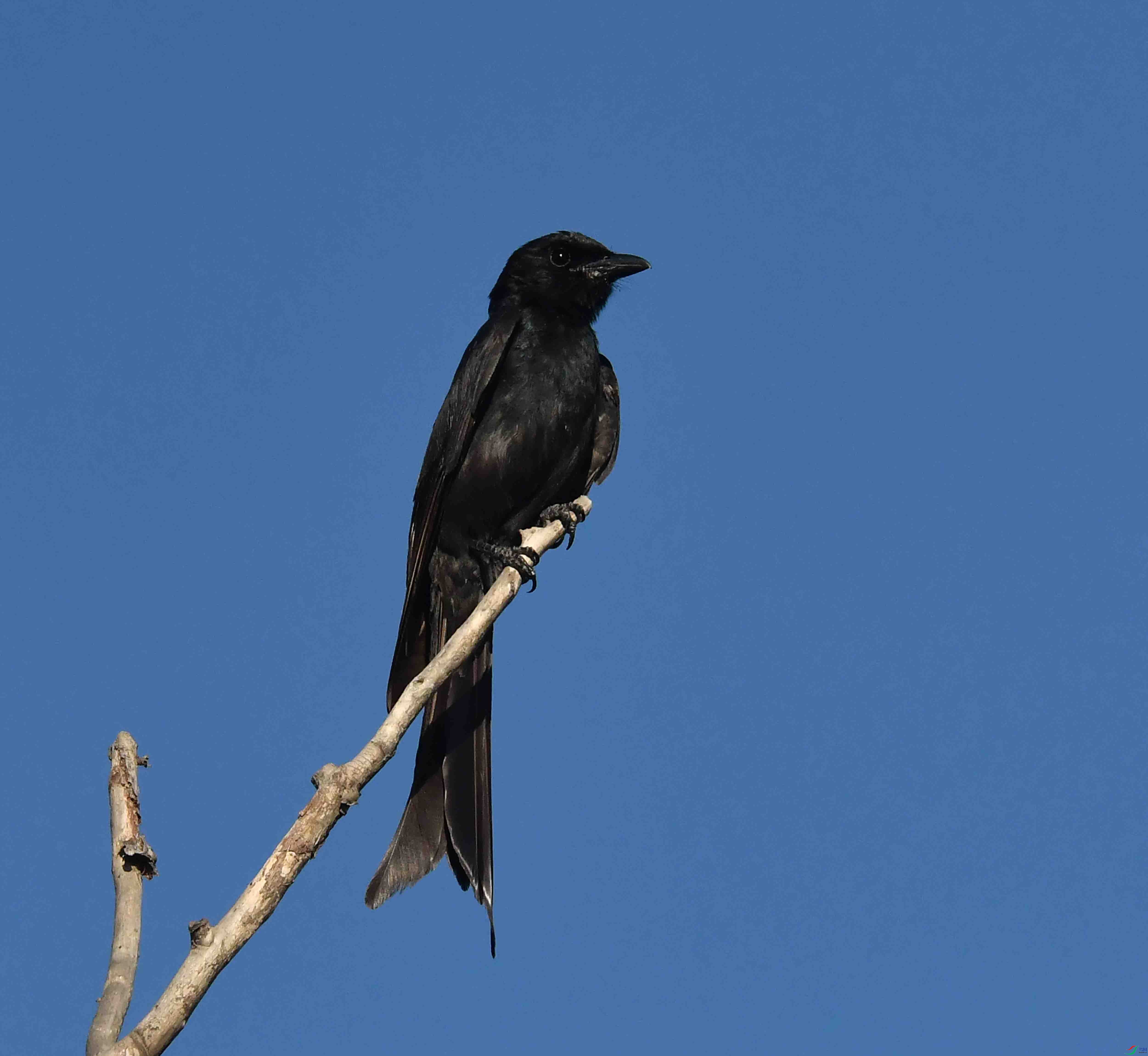 DSC_7217.JPG