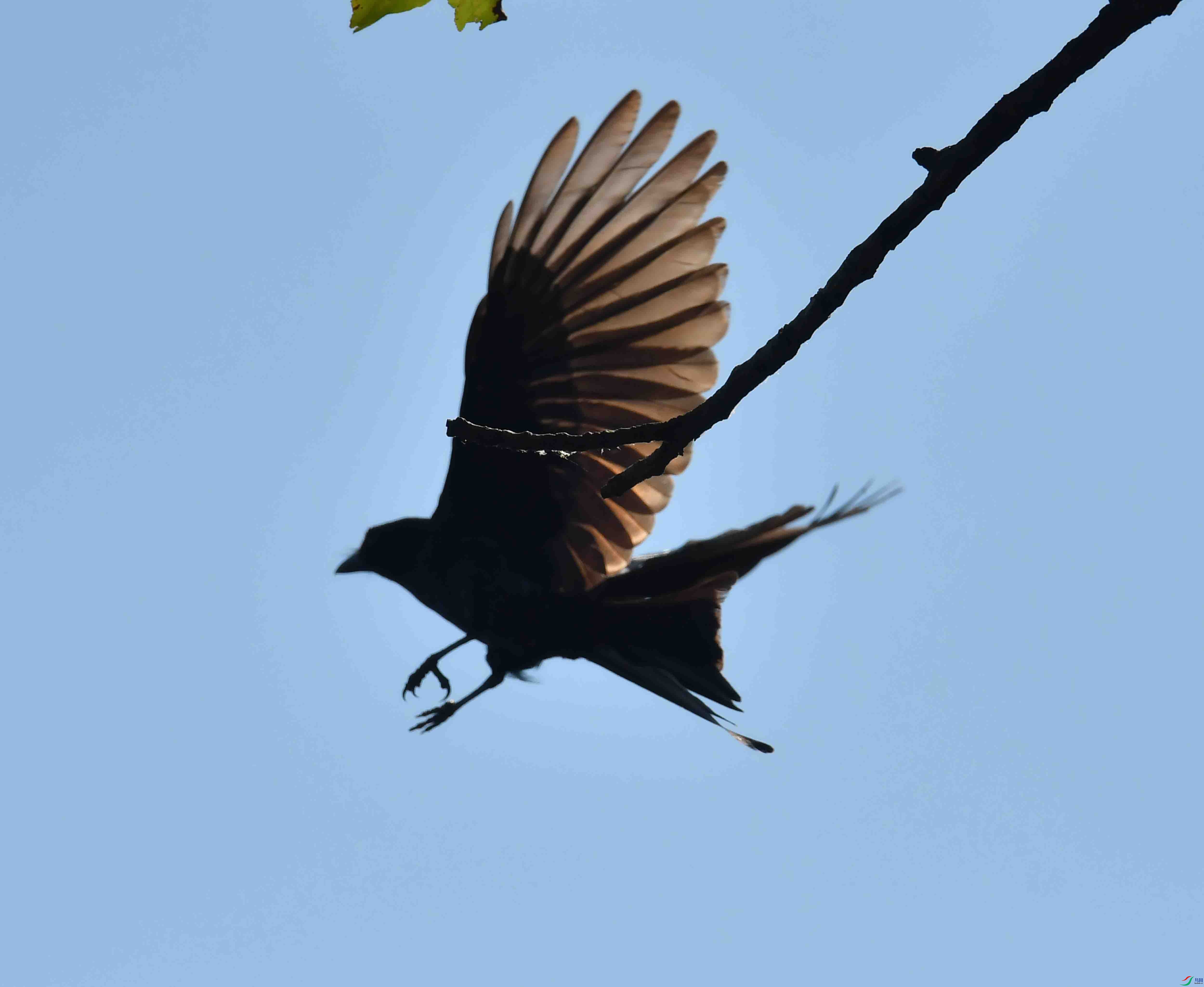 DSC_9435.JPG