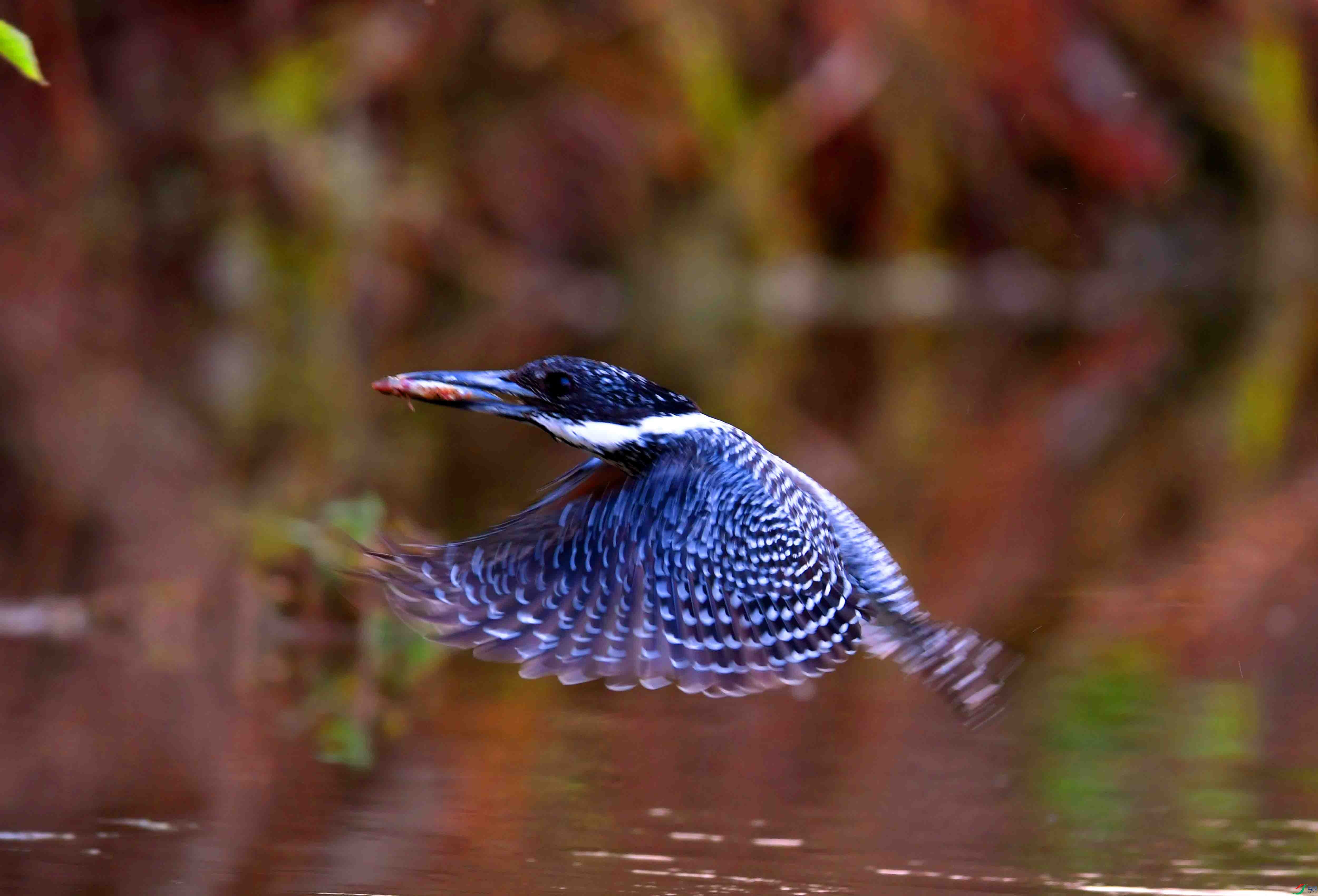 DSC_1156.JPG