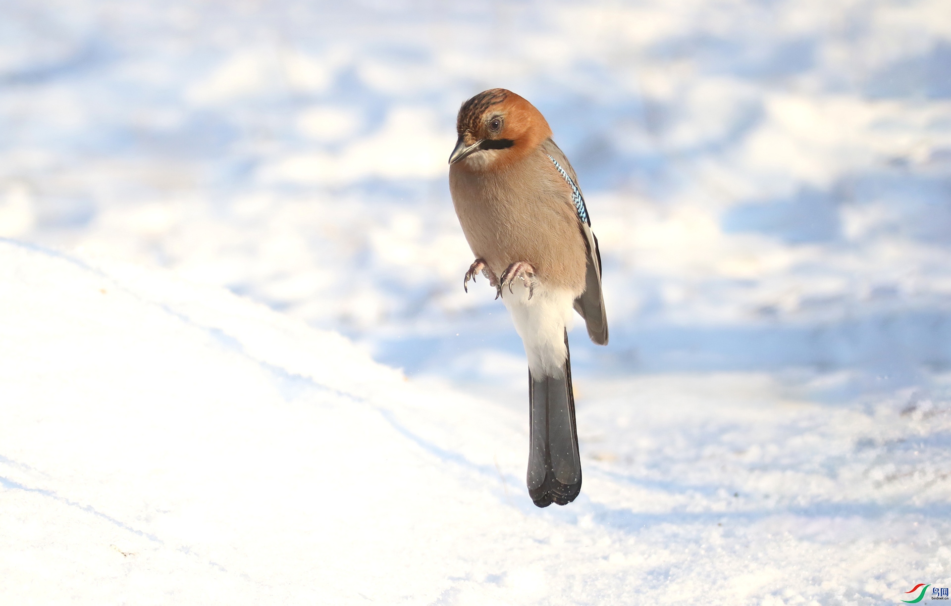 0G1A1212 ����.jpg