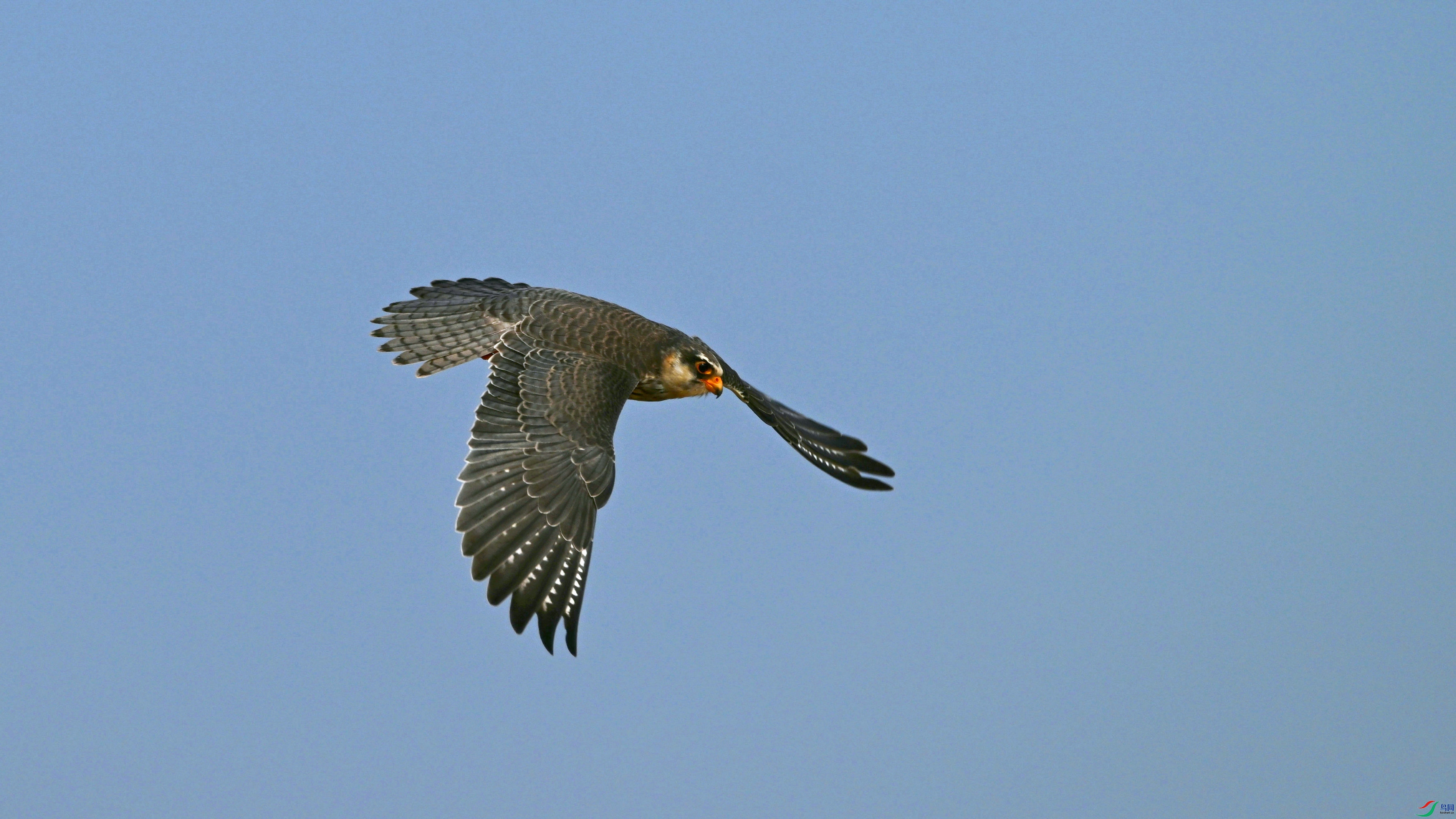 DSC_5463.JPG