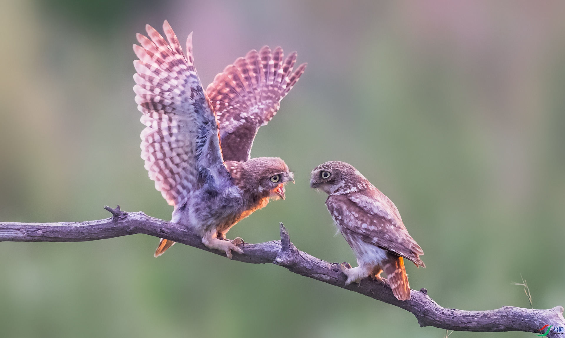 ���Ƹ�С�^