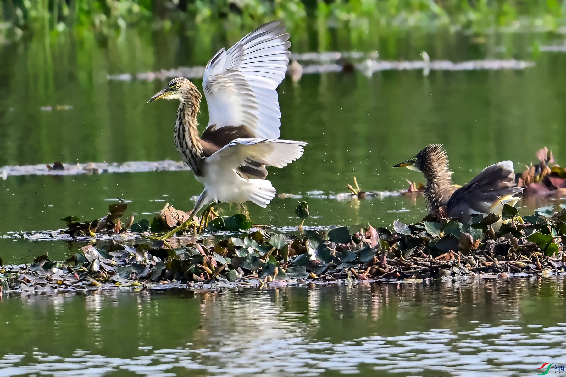 DSC_5382_conew1.jpg