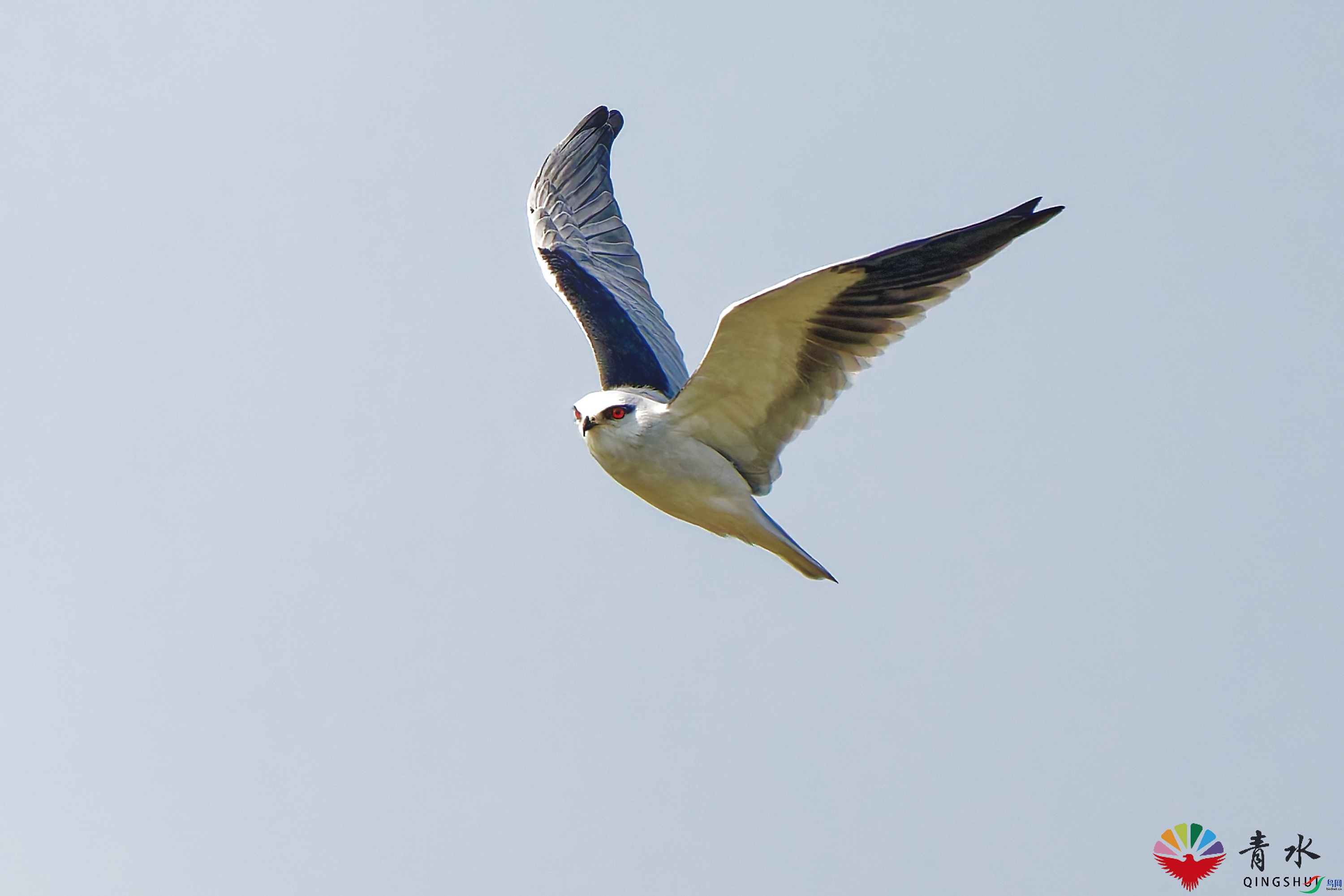 DSC_6611-1.jpg