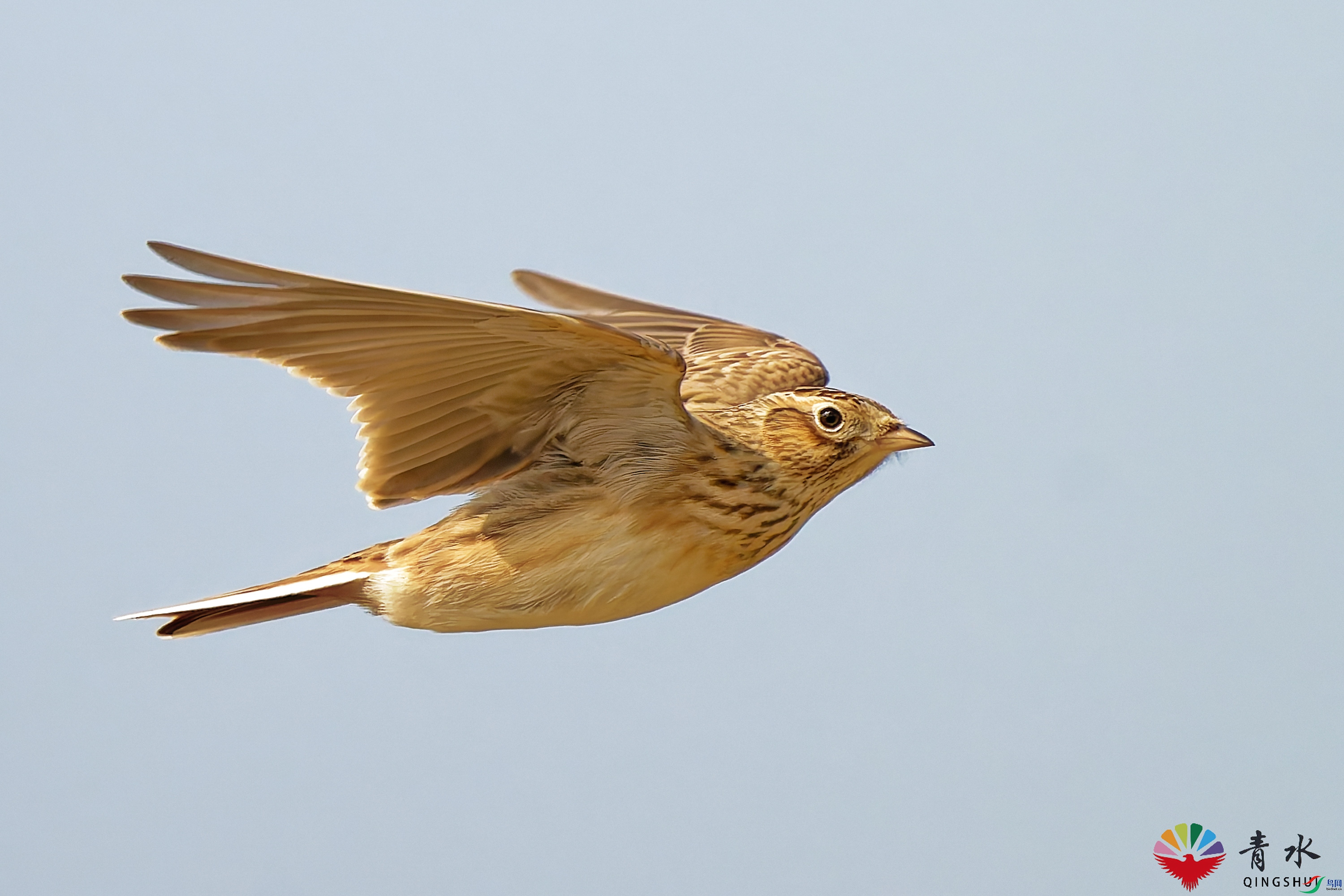 DSC_5570-1.jpg