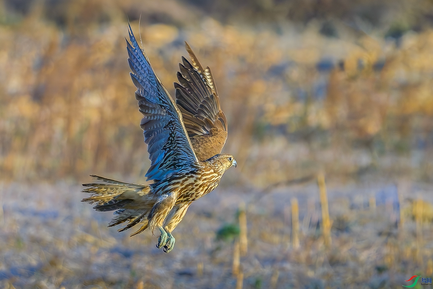 DSC_8796b.jpg