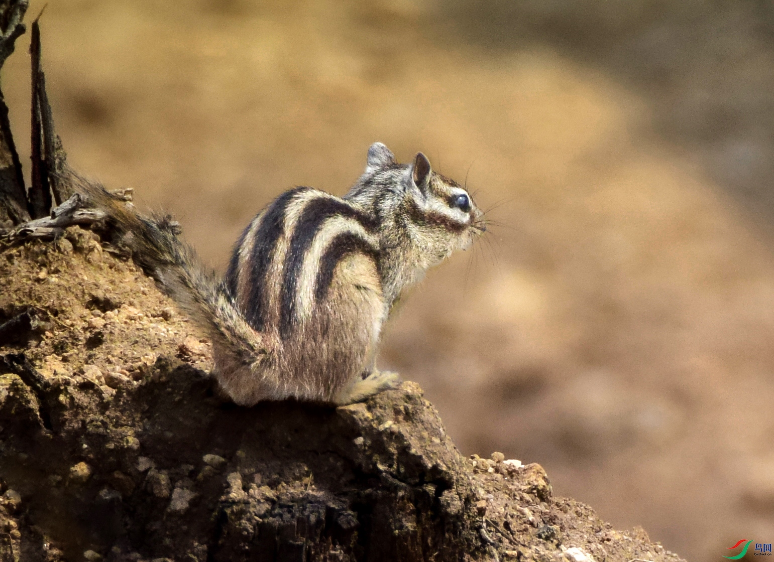 DSC_0556_��ͼ�� ����.jpg