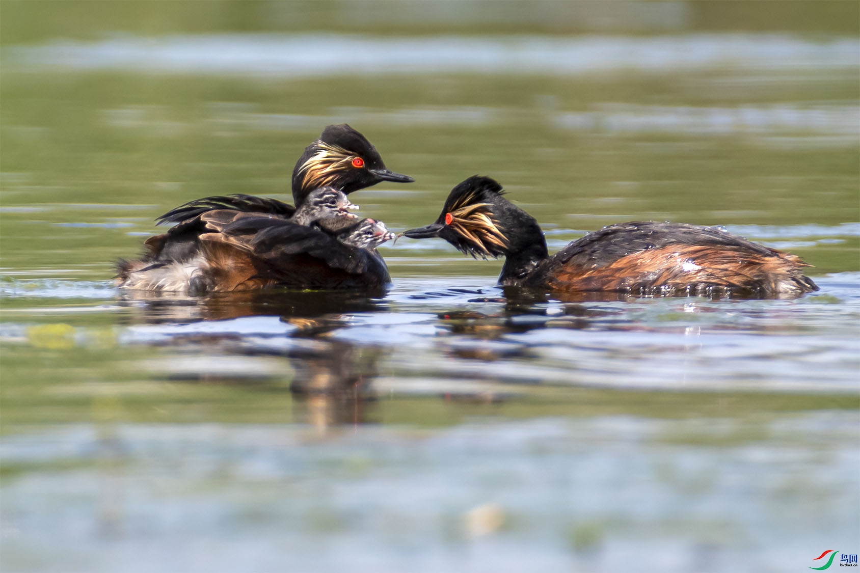 BP2I0931 ����.jpg