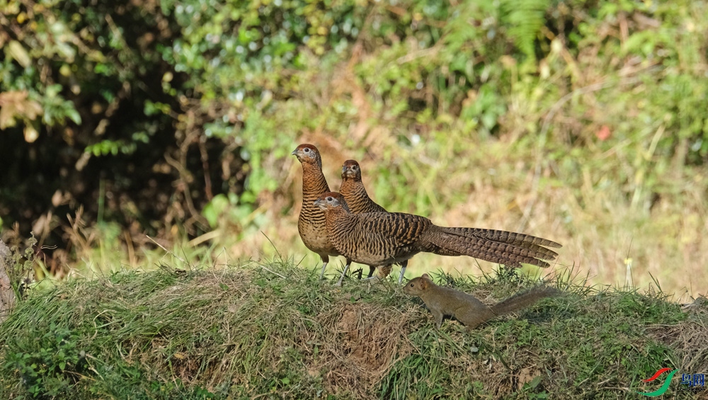 DSCF6411.1.JPG