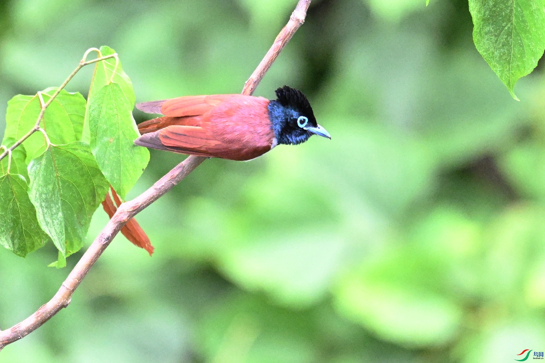 DSC_7526.JPG