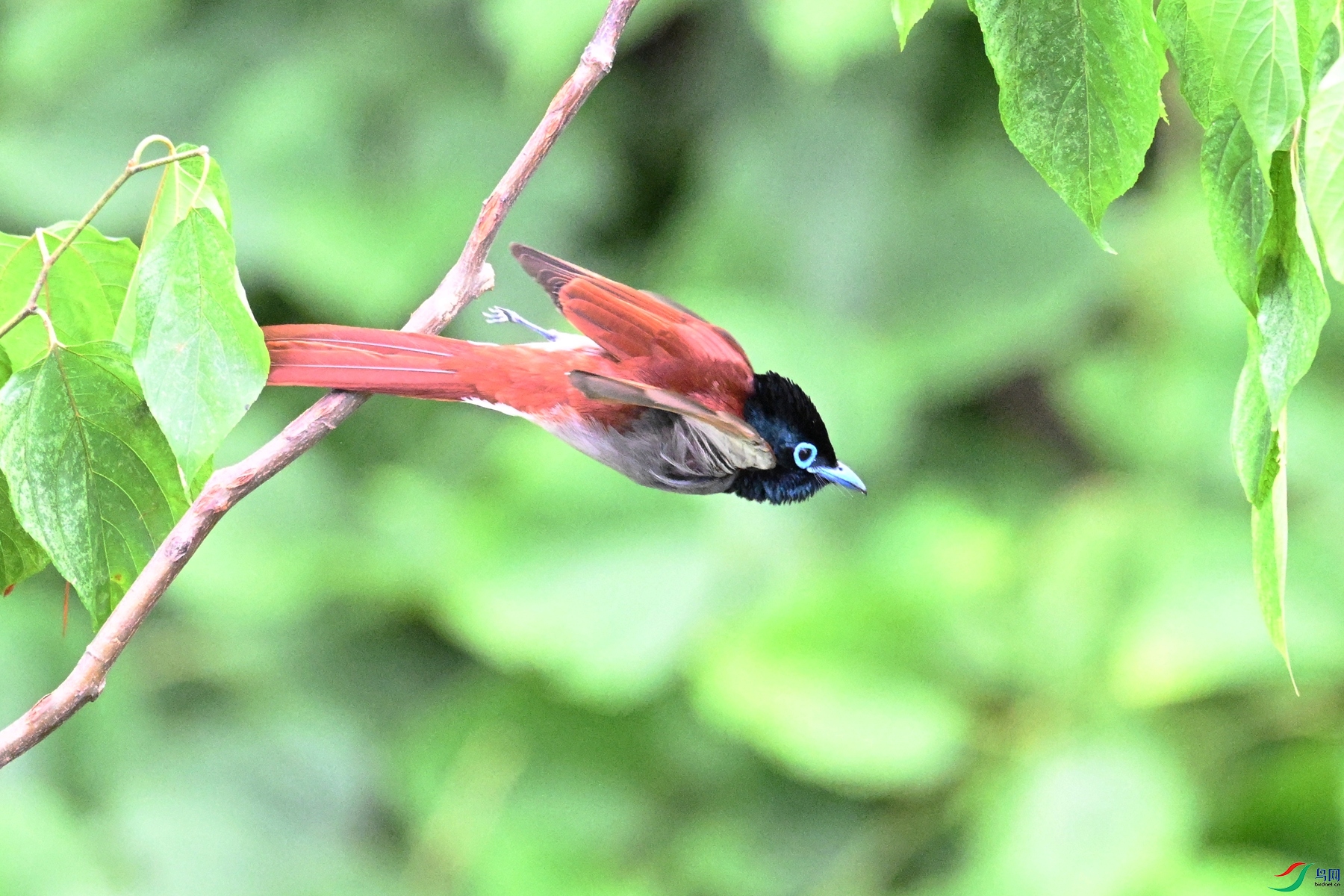 DSC_7532.JPG